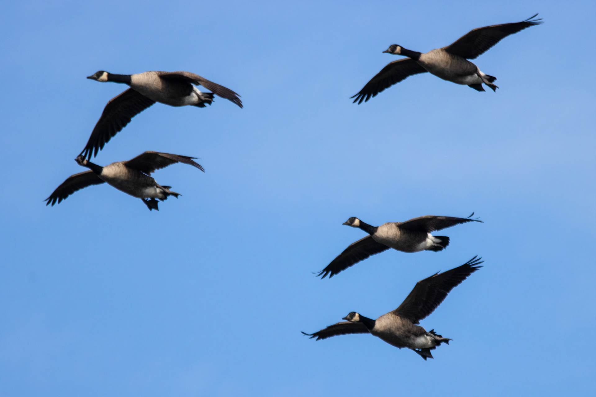Canada Geese