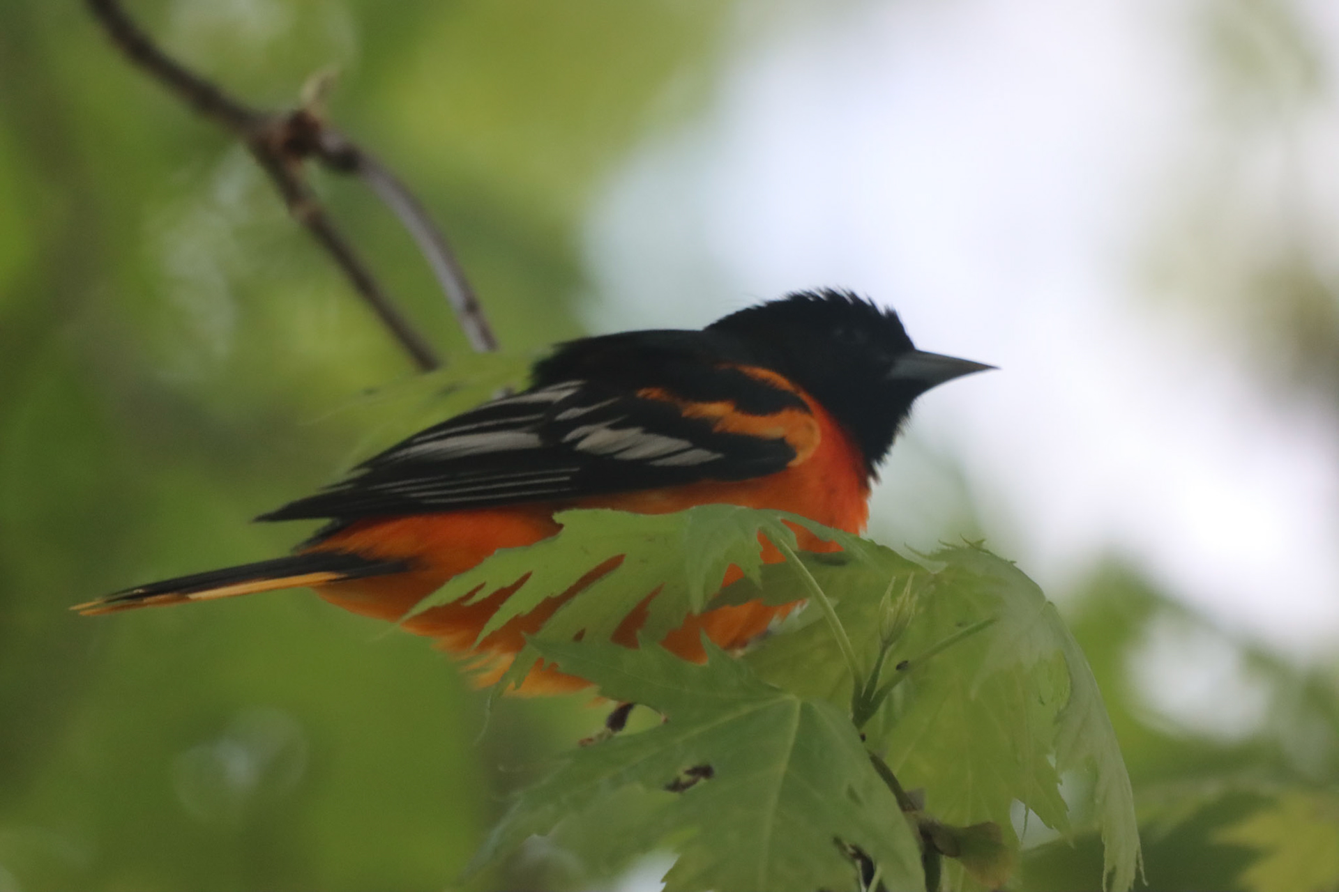 Baltimore Oriole