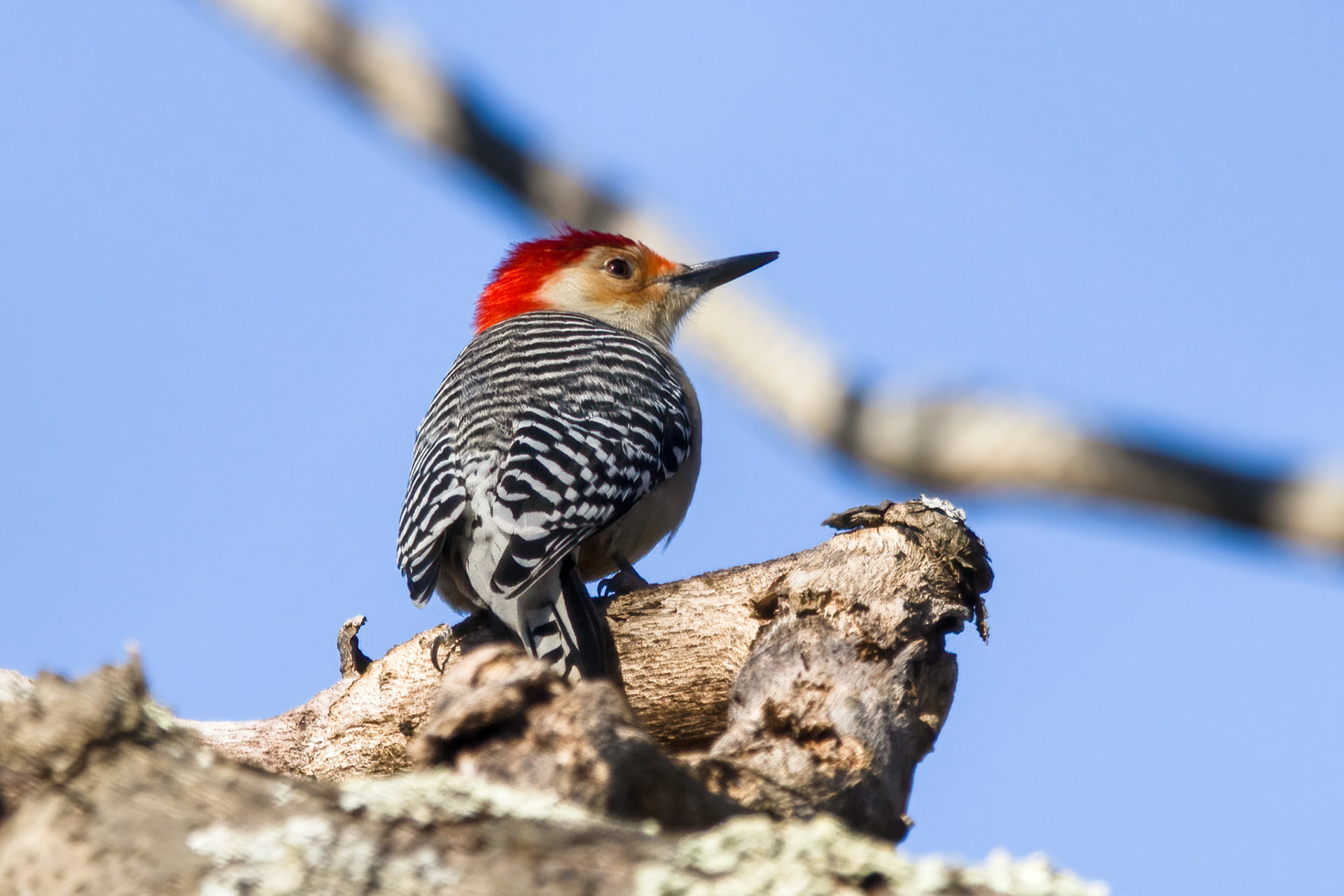Red-bellied Woodpecker