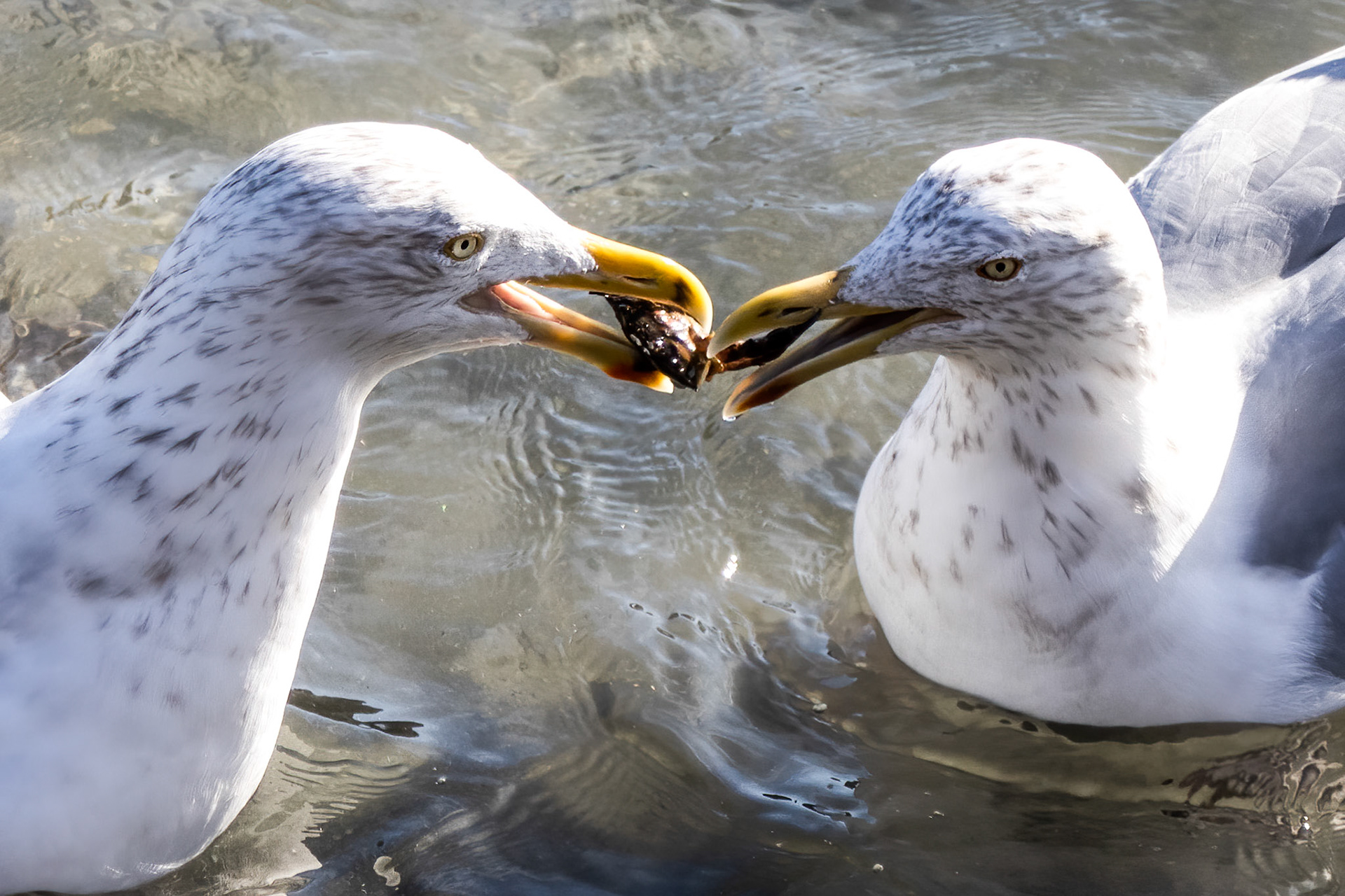 Herring Gulls