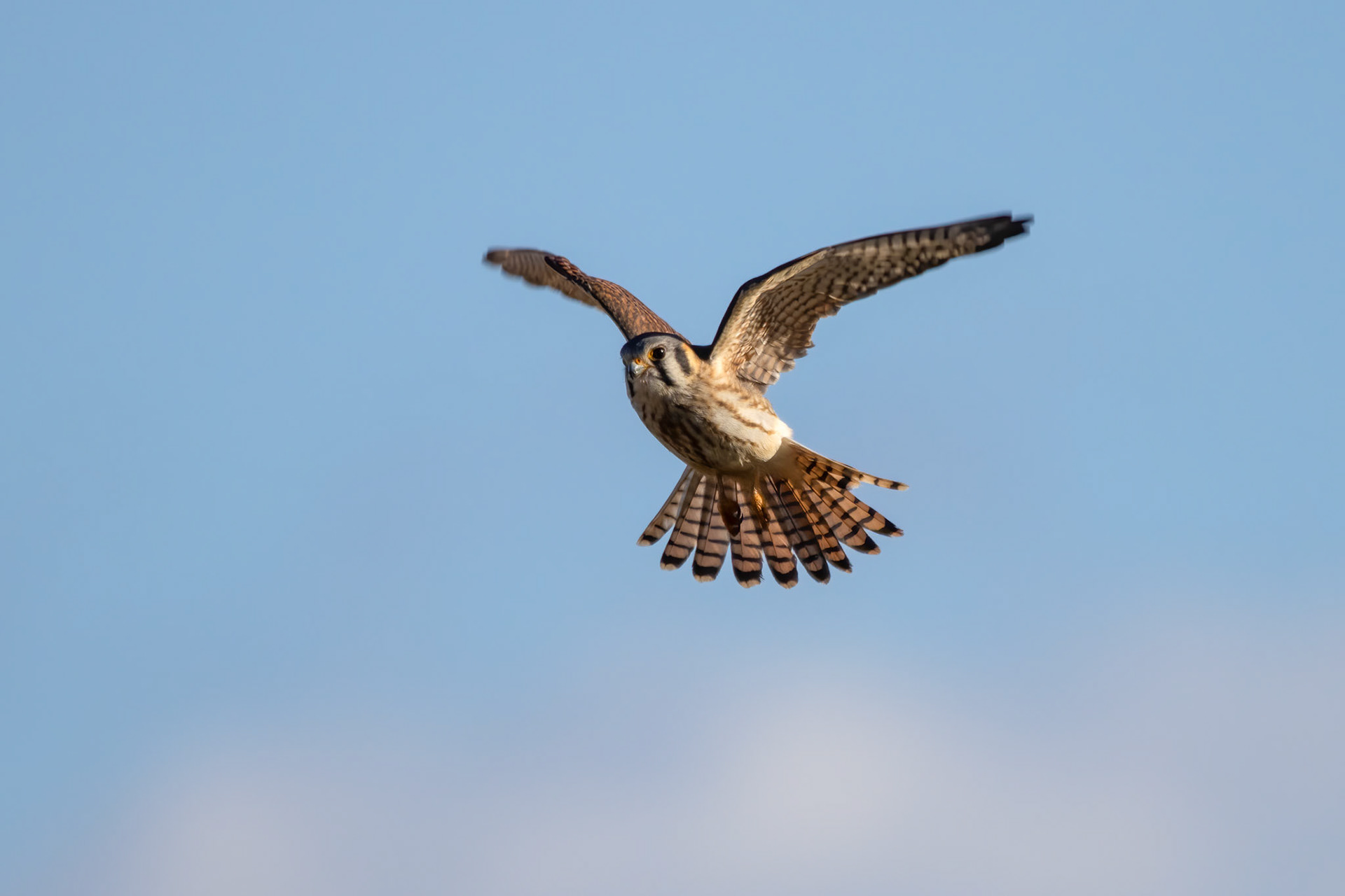 American Kestrel