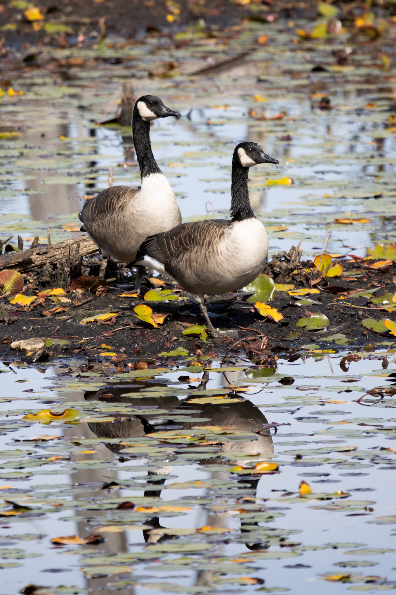 Canada Geese