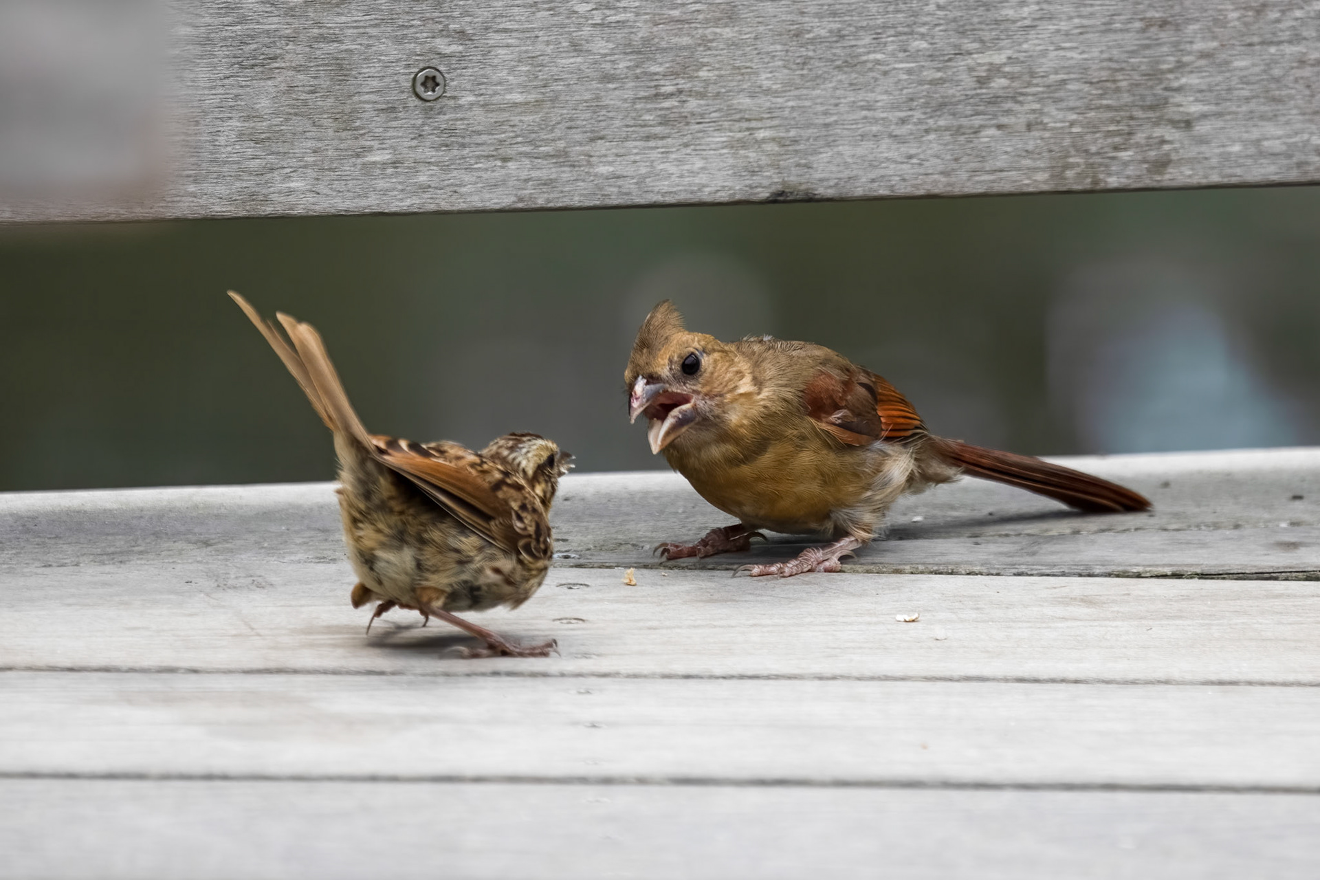 Tiny Dinosaur Standoff