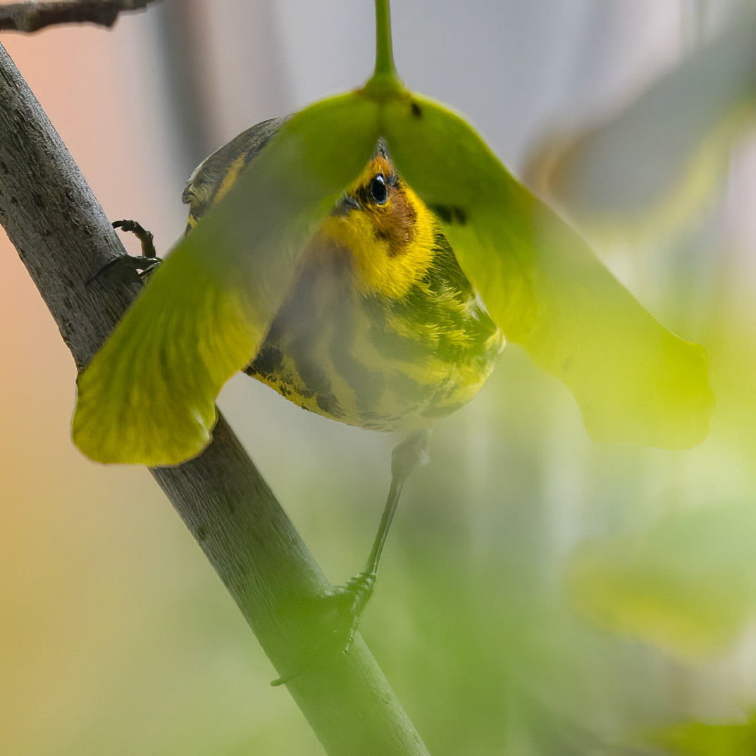 Cape May Warbler