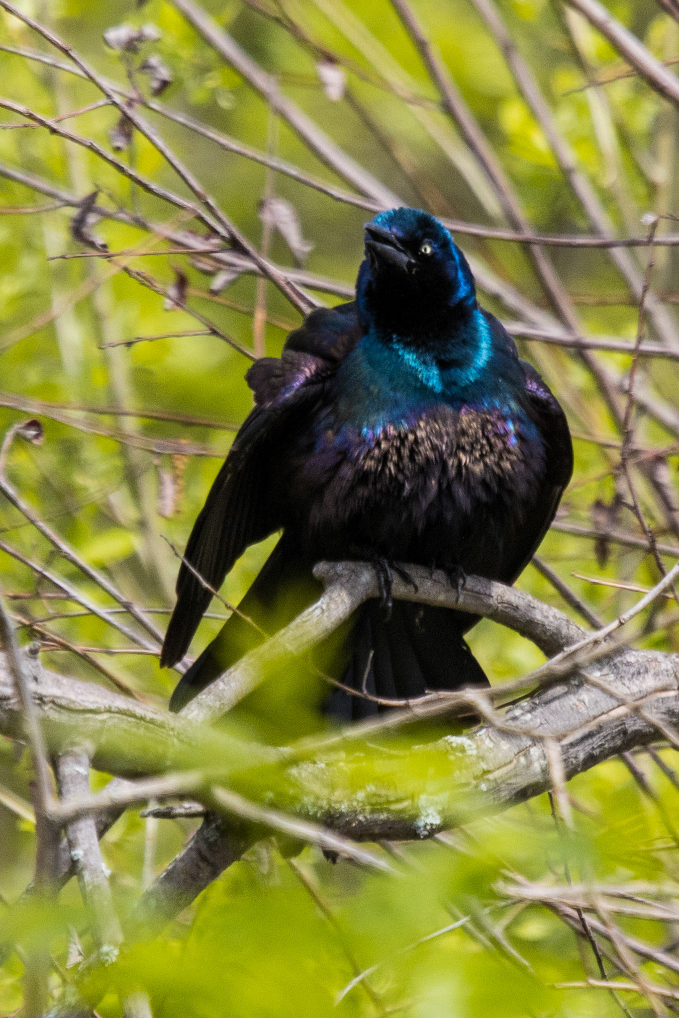 Common Grackle