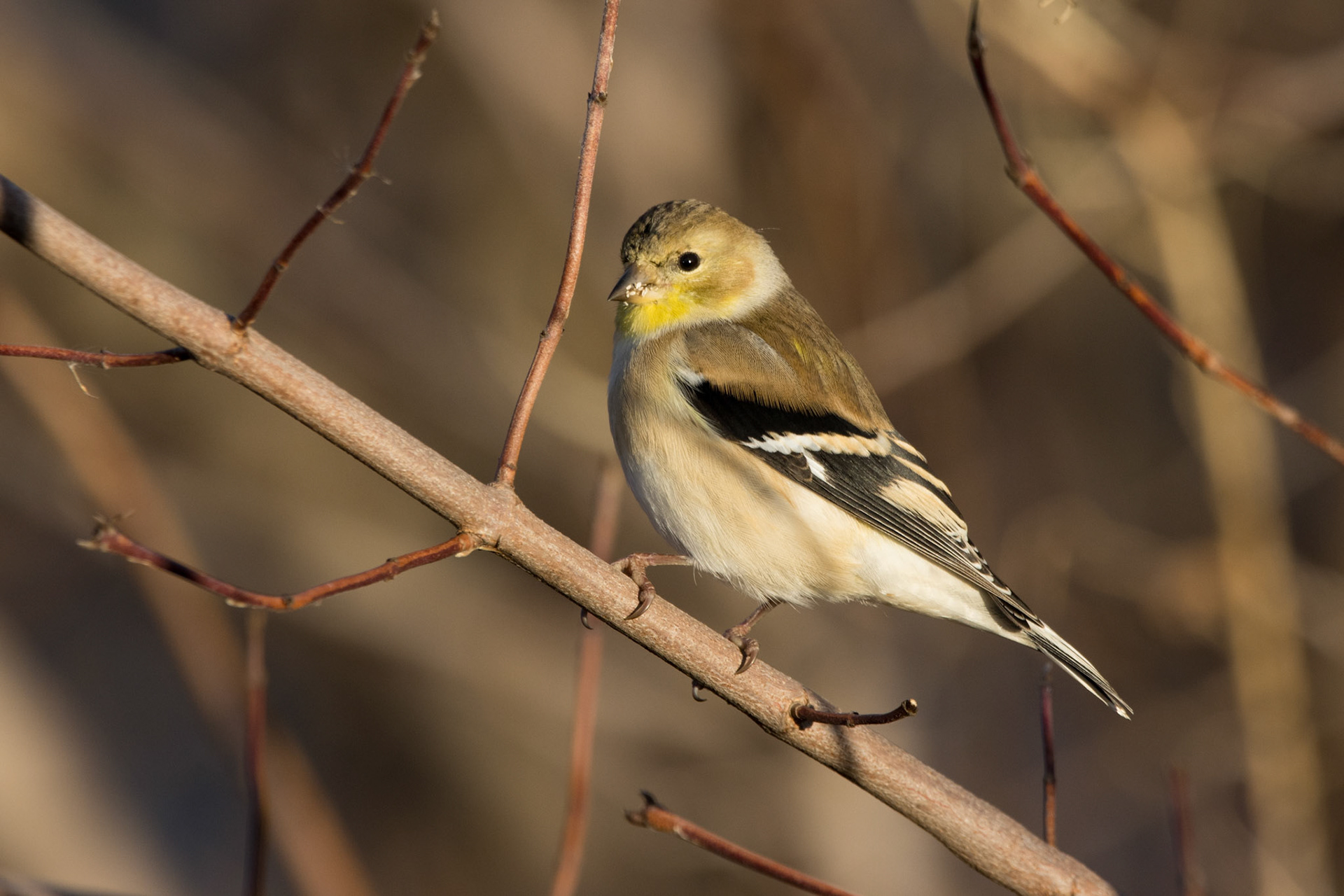 American Goldfinch