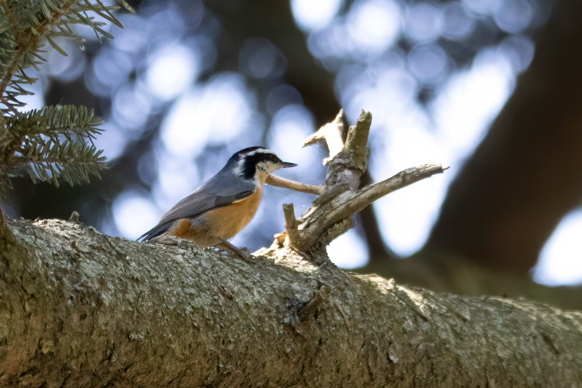 Red-breasted Nuthatch