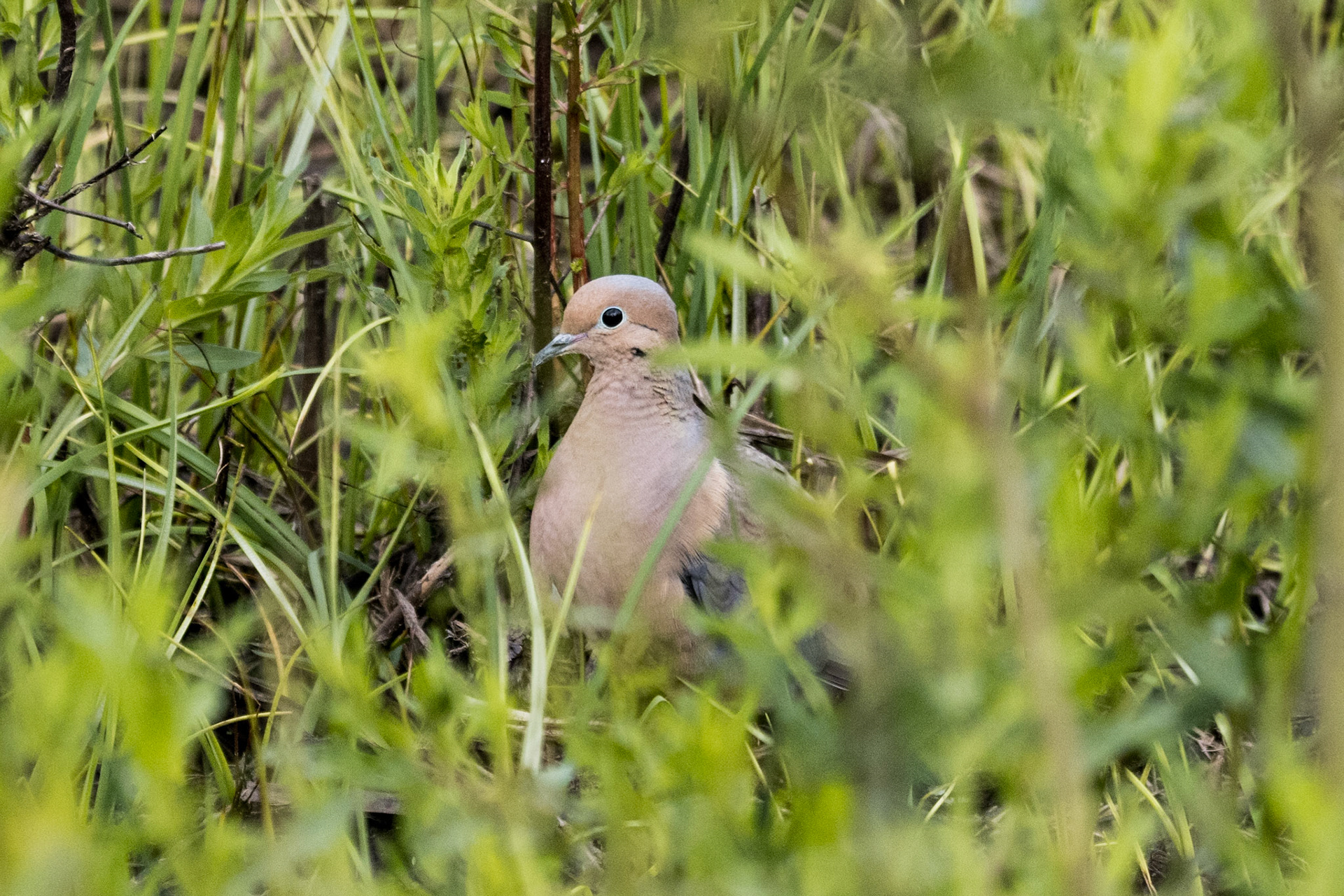 Mourning Dove
