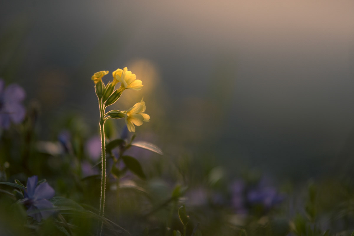 Primula veris in the evening light.