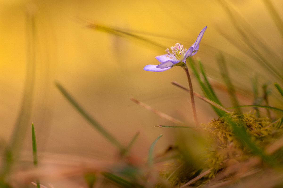 just Anemone hepatica because I like it