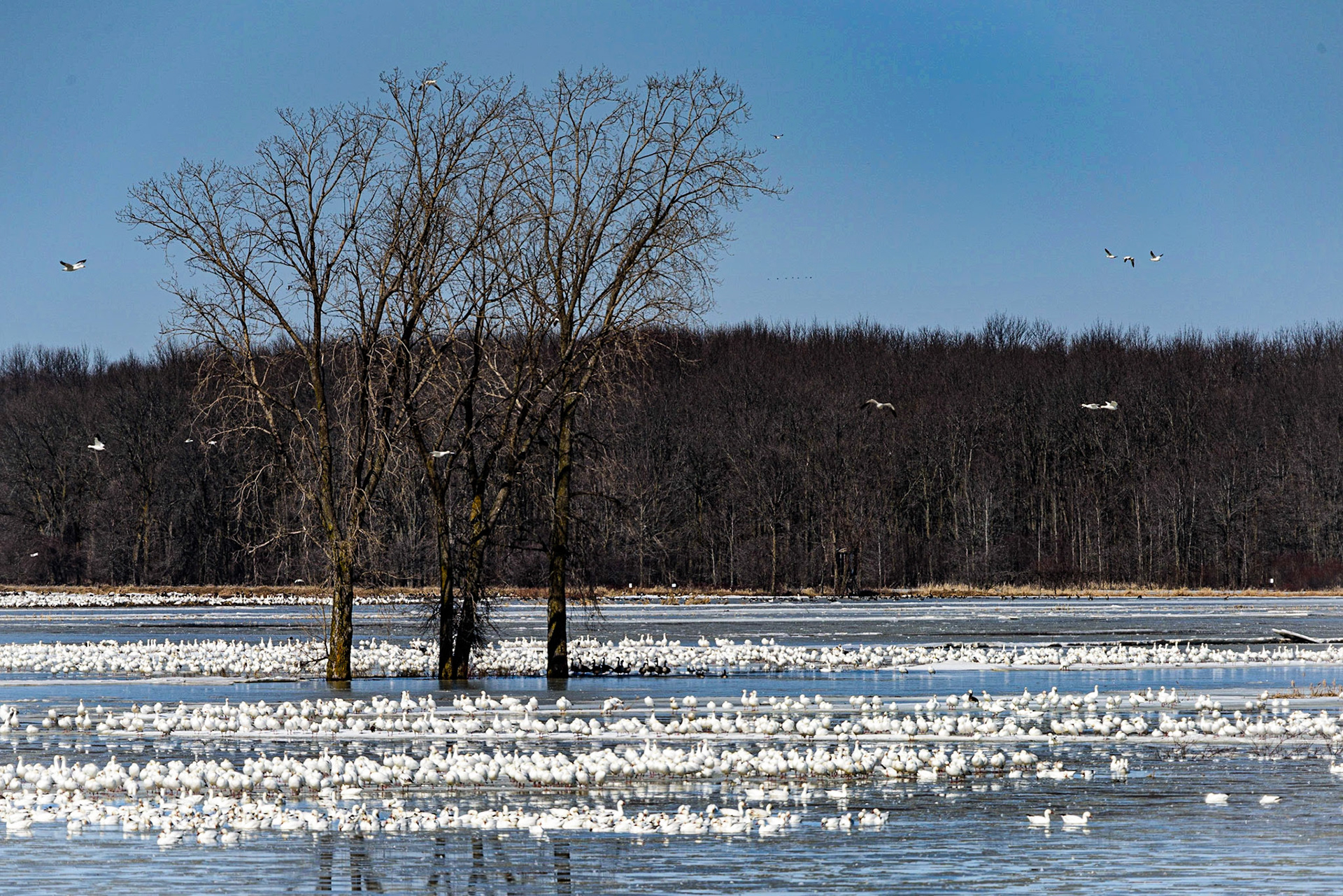 Photo © Paul Lemire ⏎ Série nature BaieduFebvre