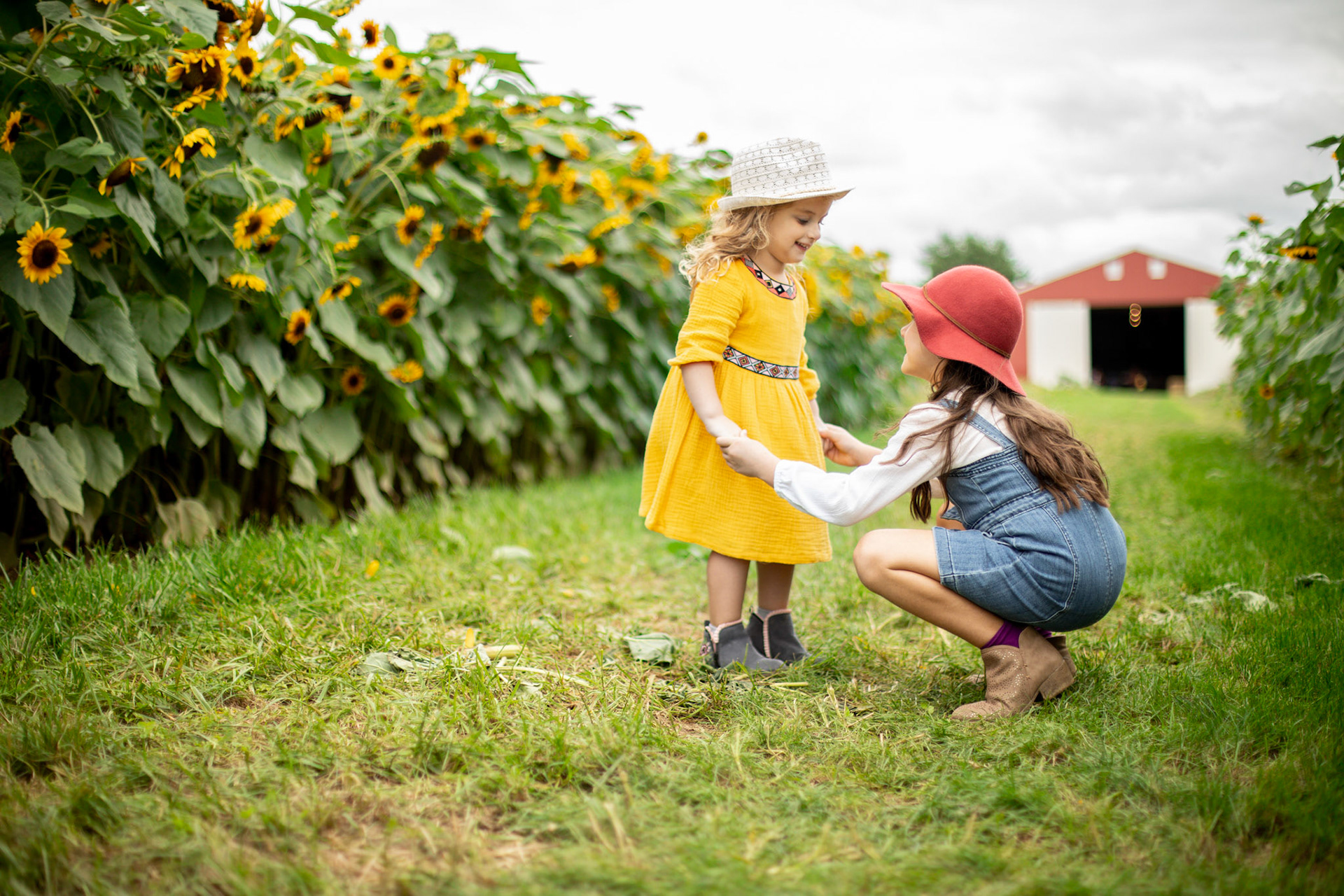 Sunflower Festival