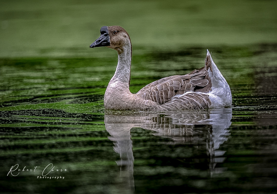 Green Goose