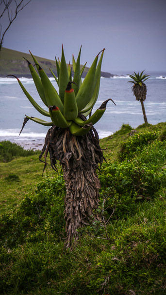 Old Transkei Plant Photo
