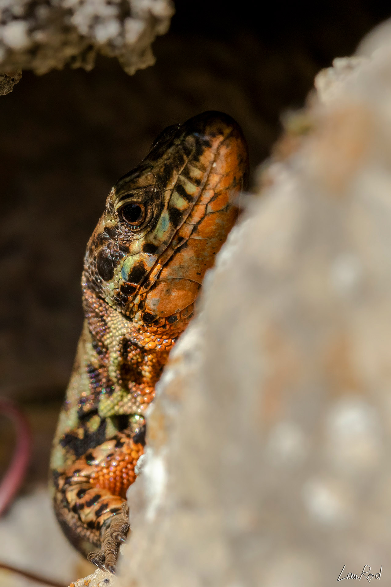 Lézard des murailles
