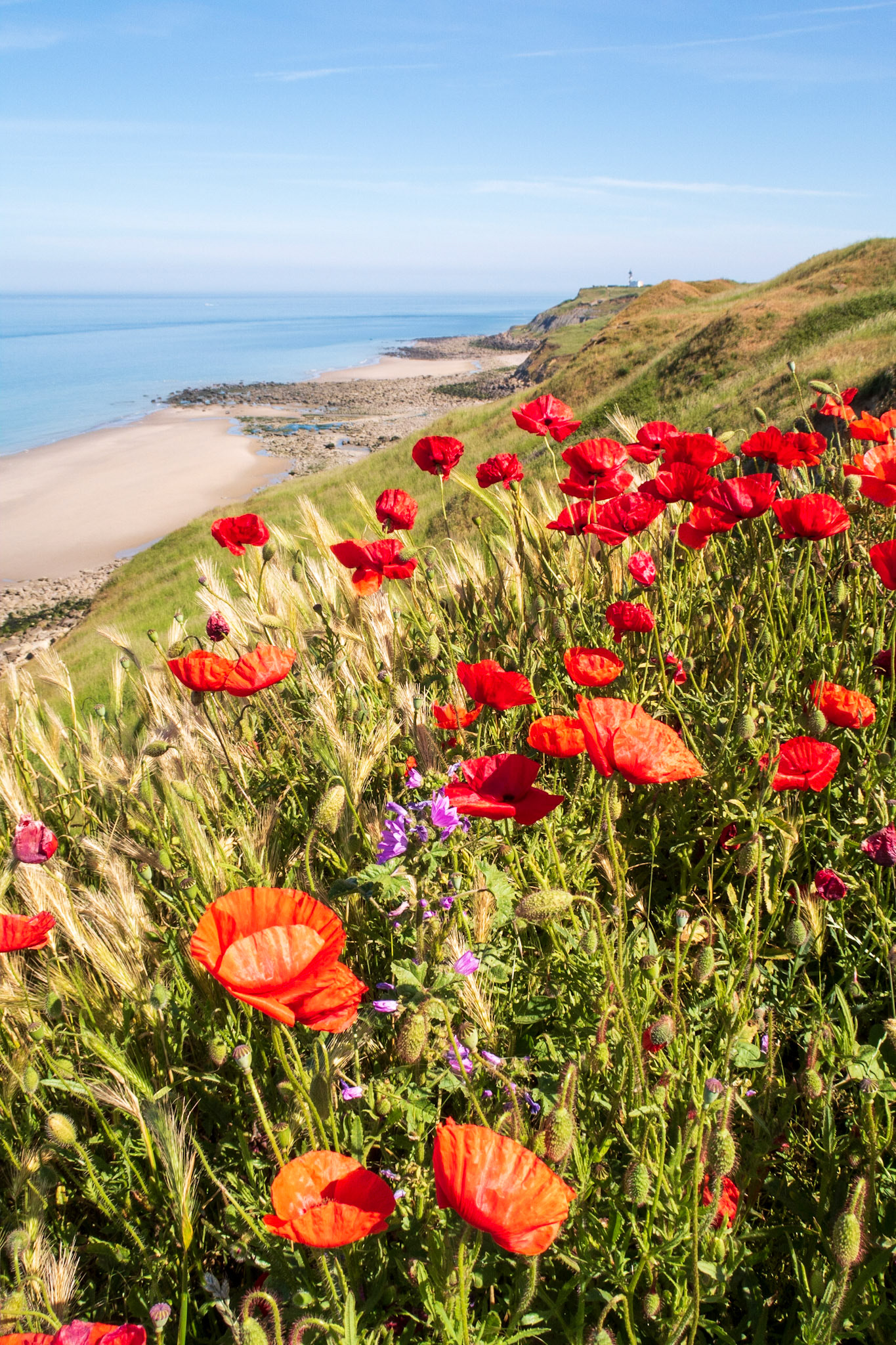 Printemps sur la Côte d'Opale