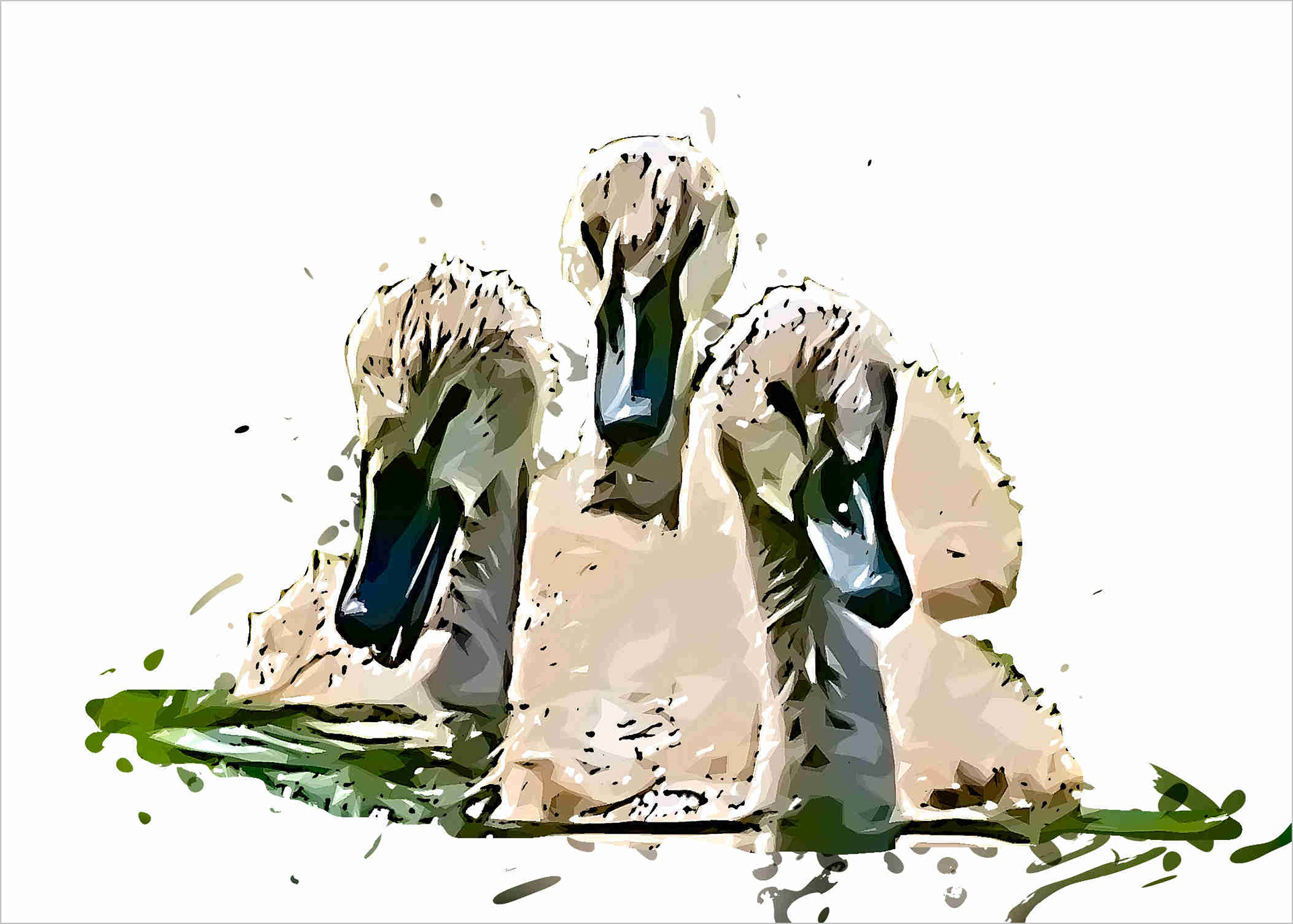 Swan Cygnets 101000120