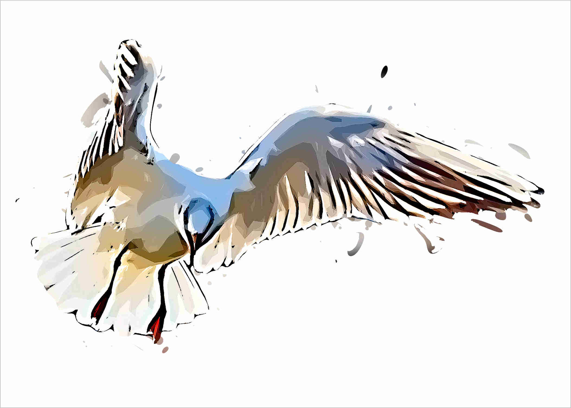 Blackheaded Gull 360100120