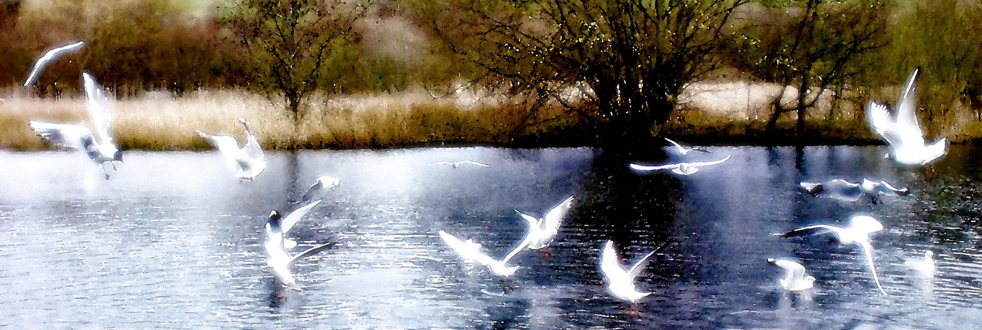 Capturing Nature in it's Glory