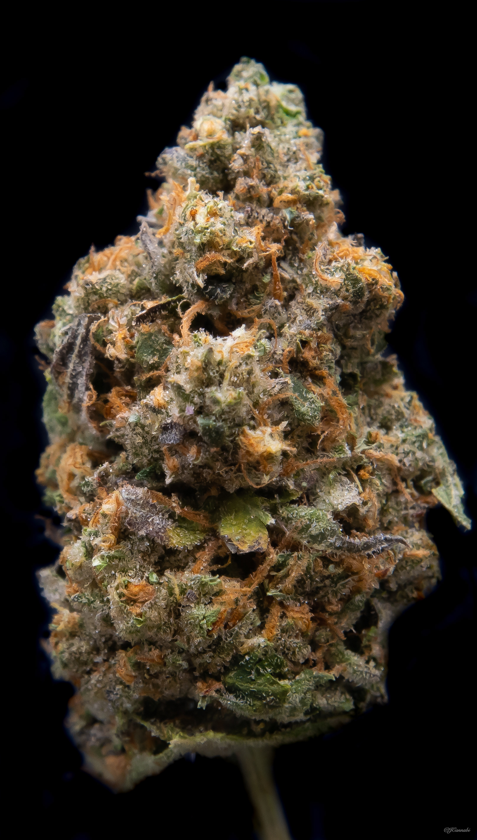 Crescendo (Dutch Botanicals)