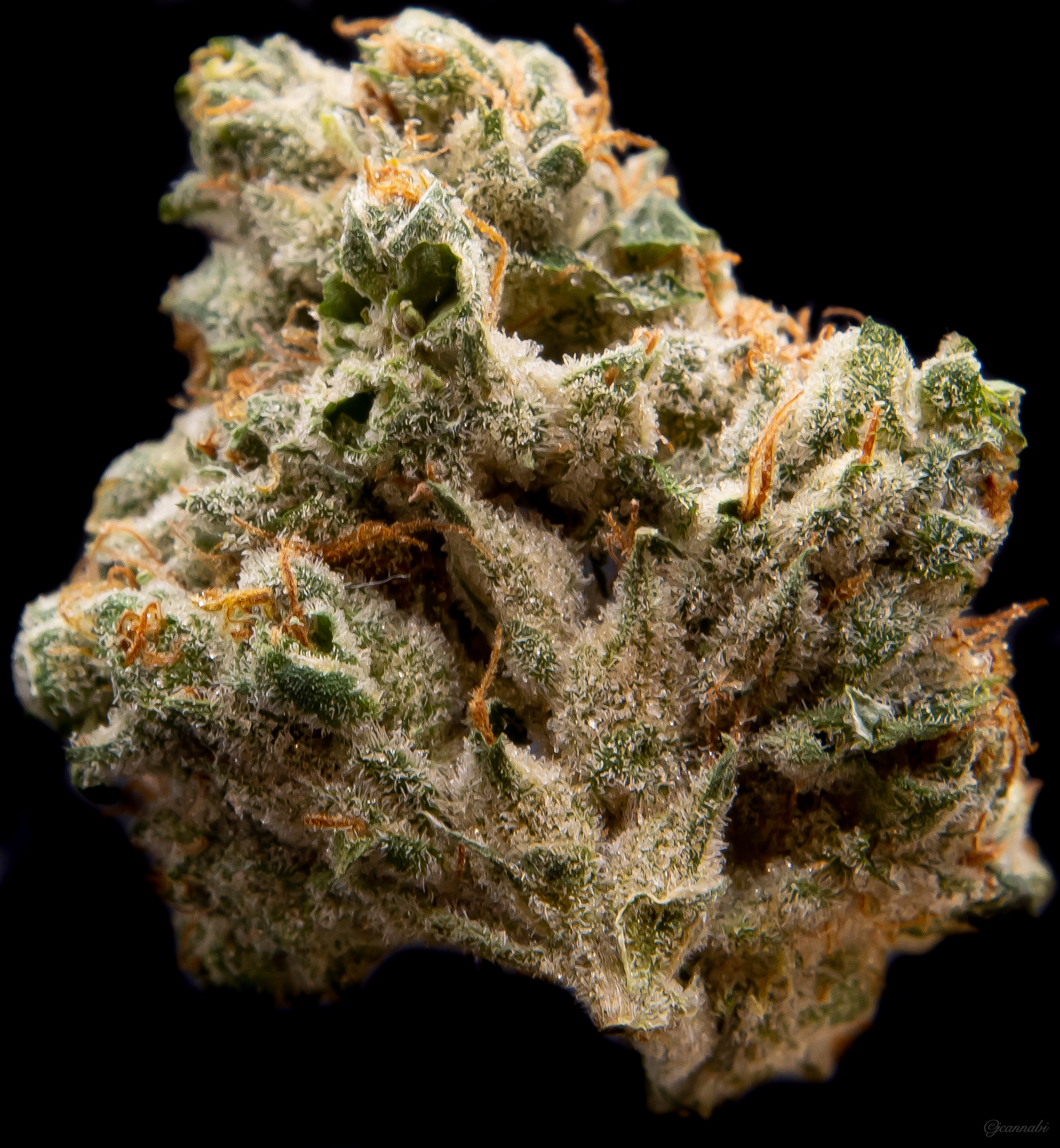 Colorado Cream Soda (Loudbird Cannabis)