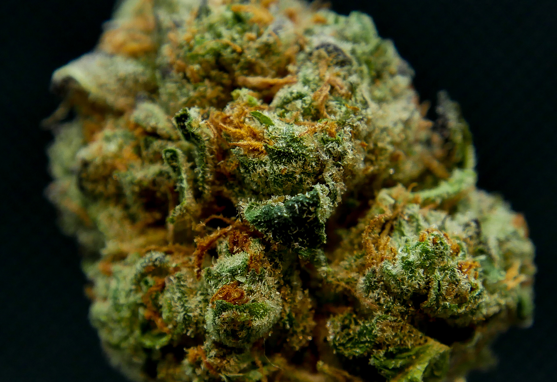 Dosidos (Cuban Crew)