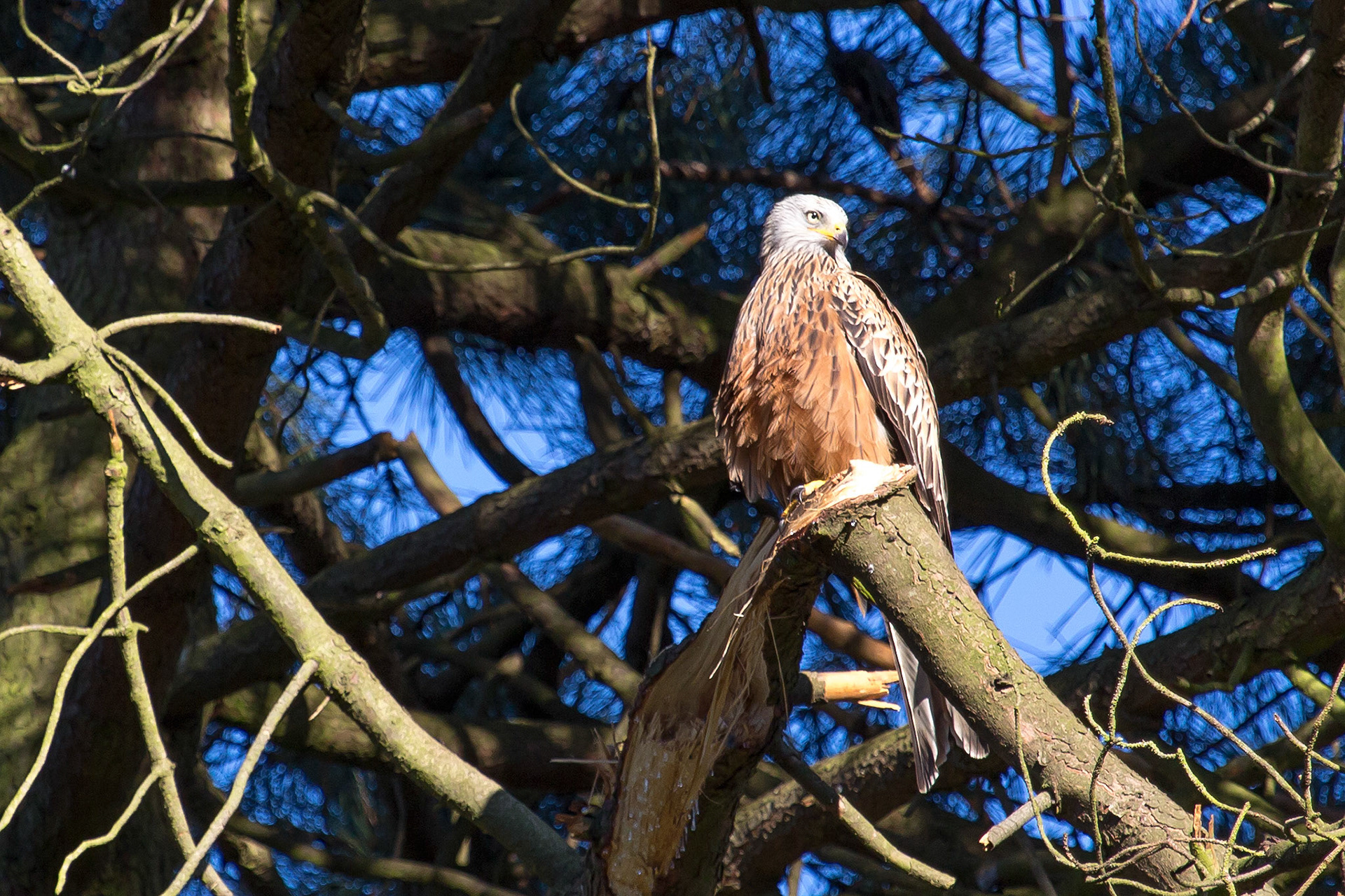 The Surrey Journal Red Kites attempting to nest