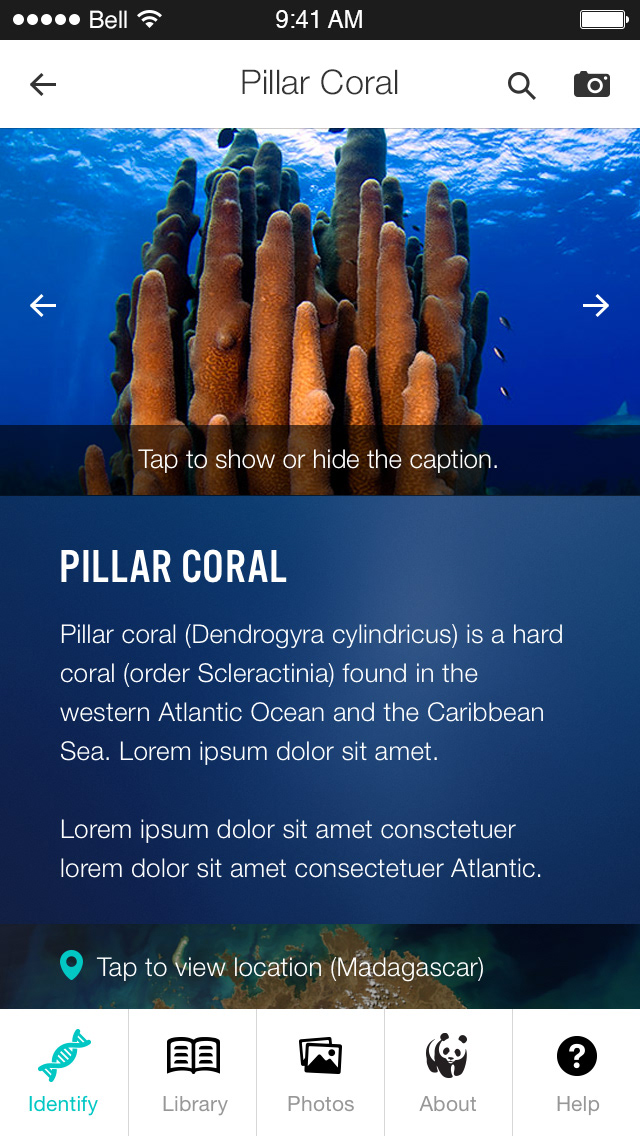 WWF species identification app single species screen.