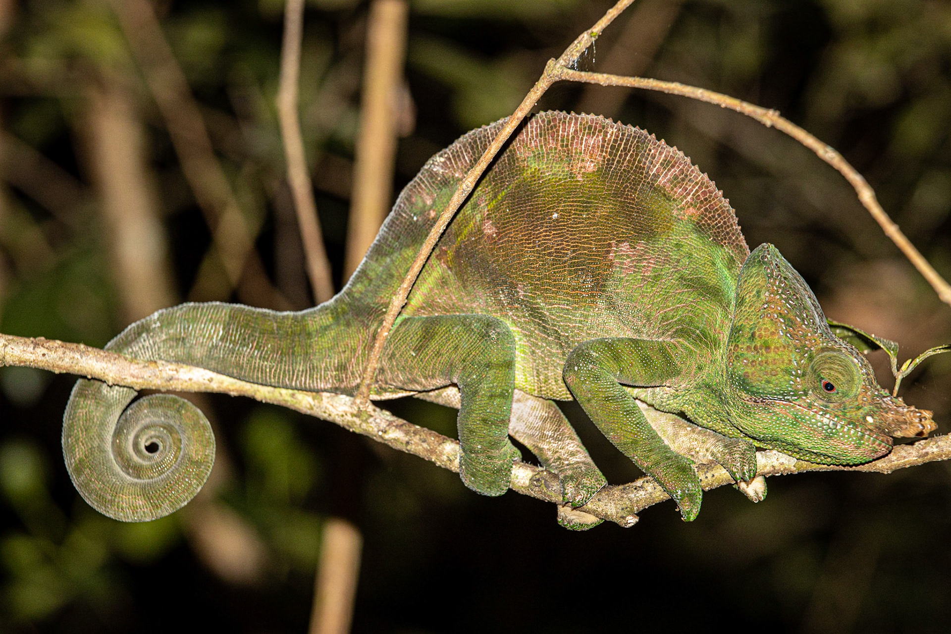 Parson's chameleon