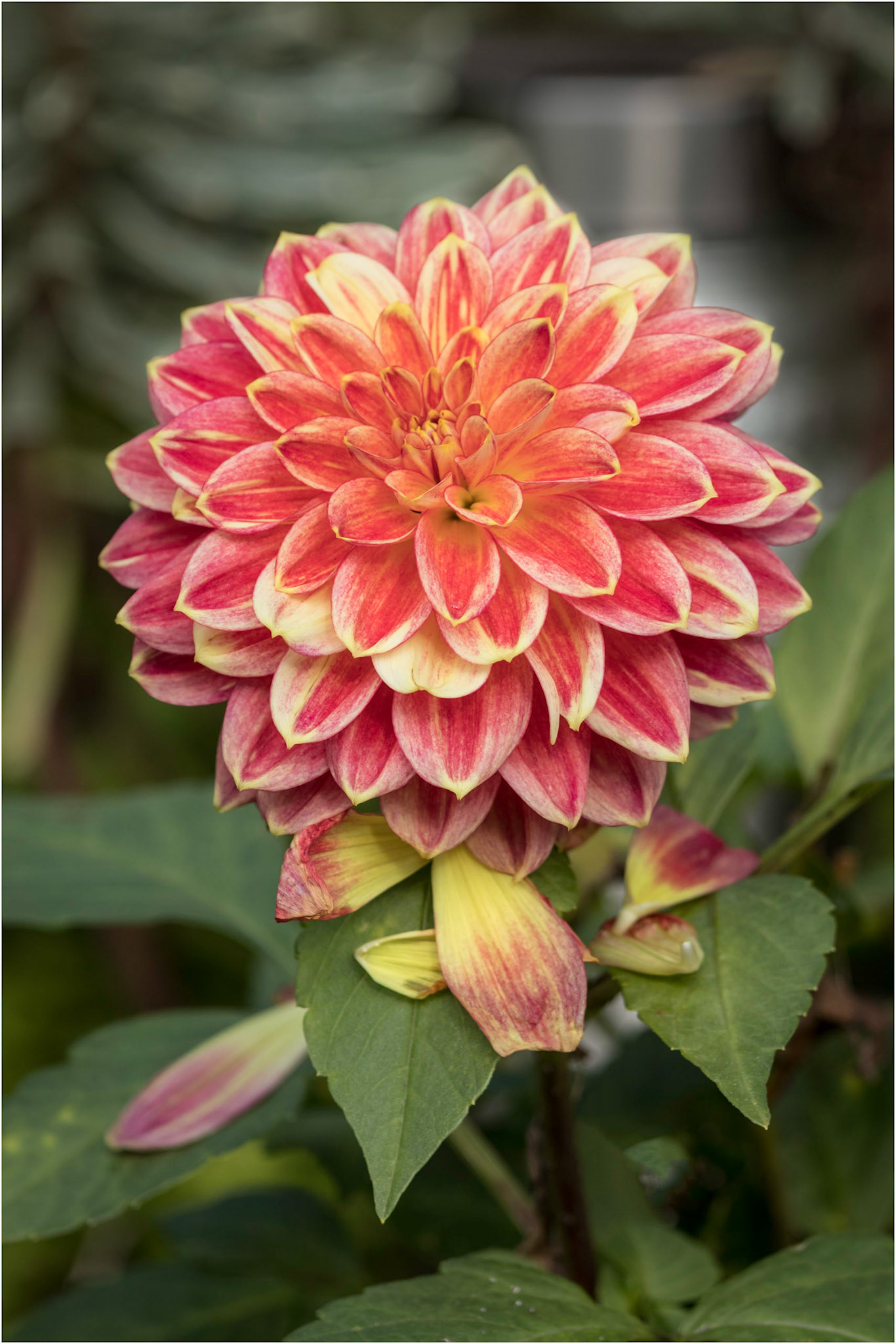 Dahlia with petals