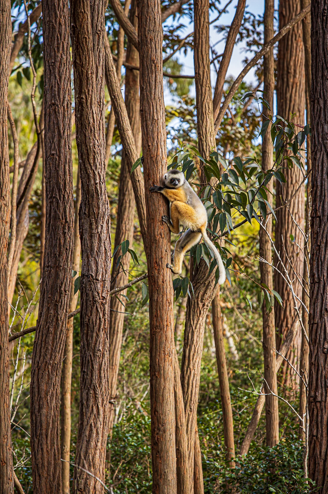 Diademed Sifaka