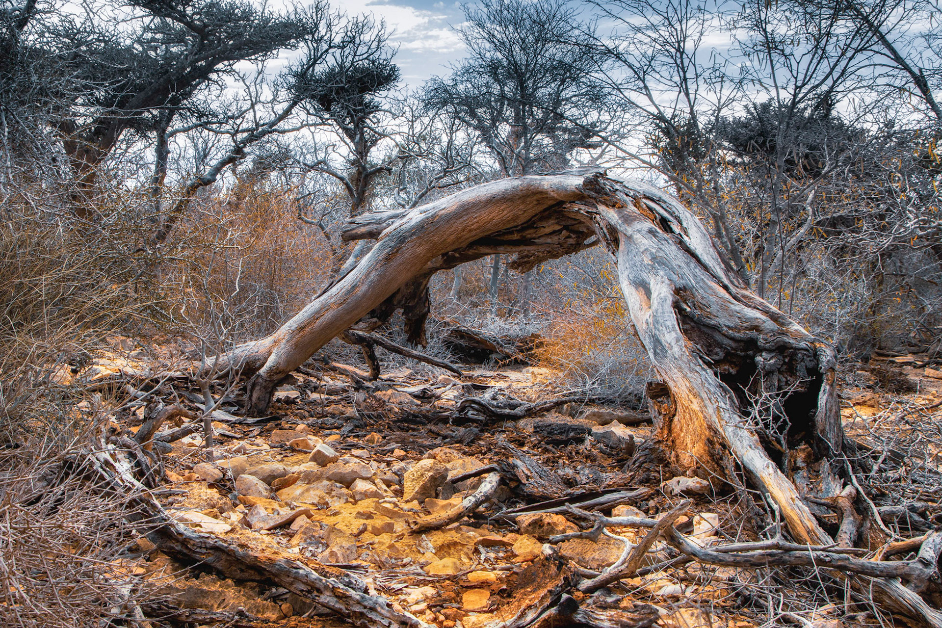 The Spiny Forest