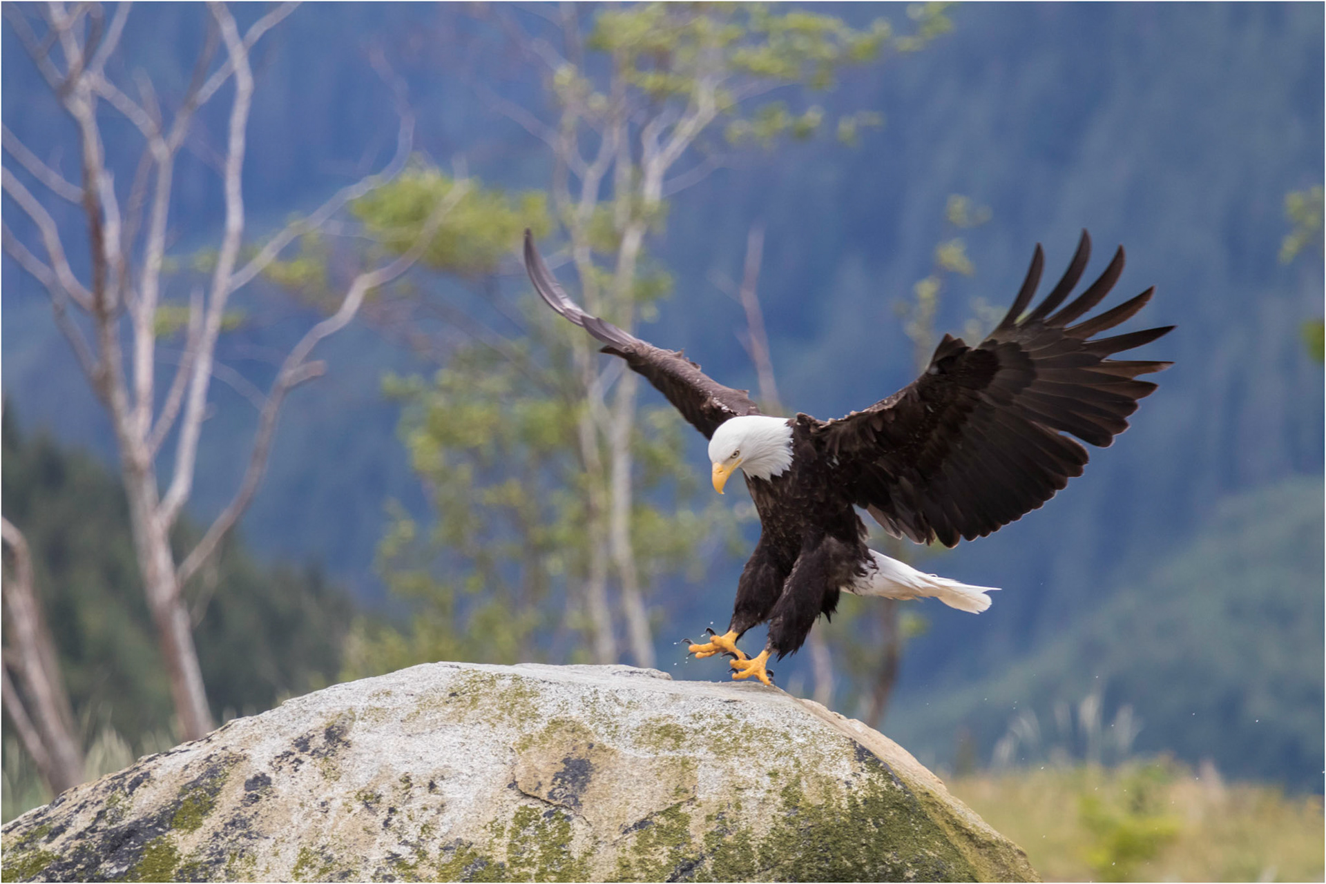 Bald Eagle, Knight Inlet, BC