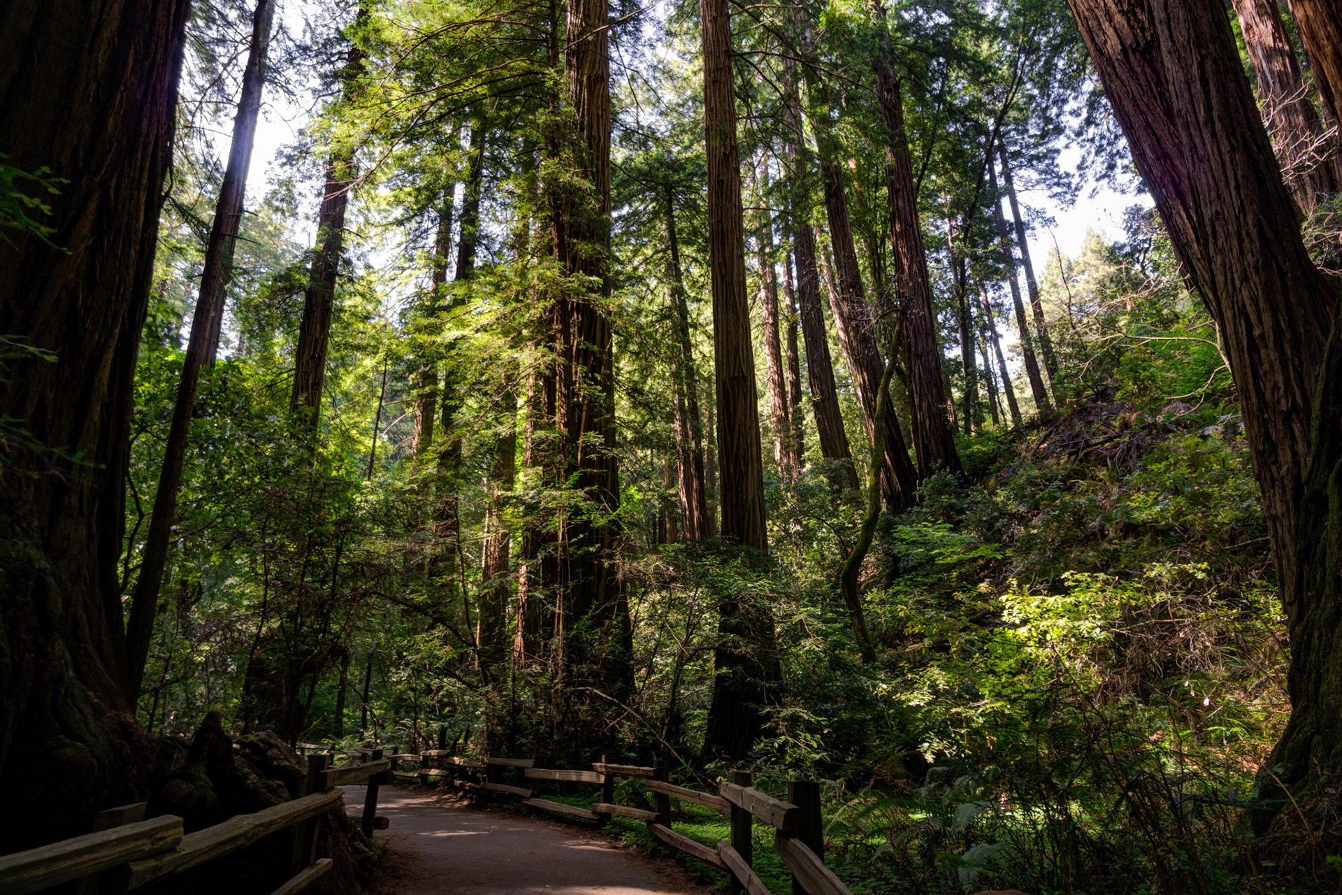 Muir Woods