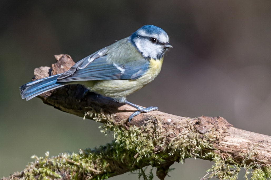 Mésange Bleue _ Domaine des Oiseaux Mazères
