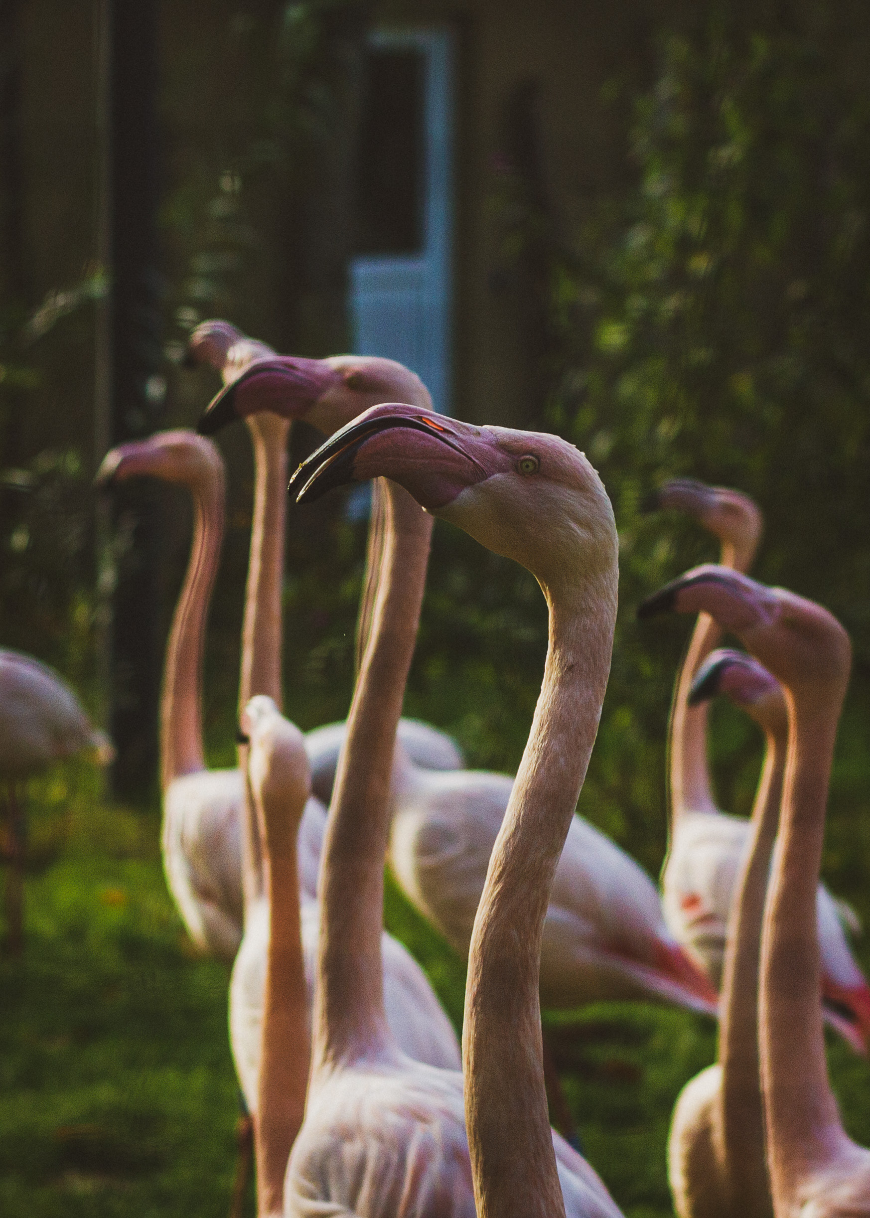 the bird is the bird