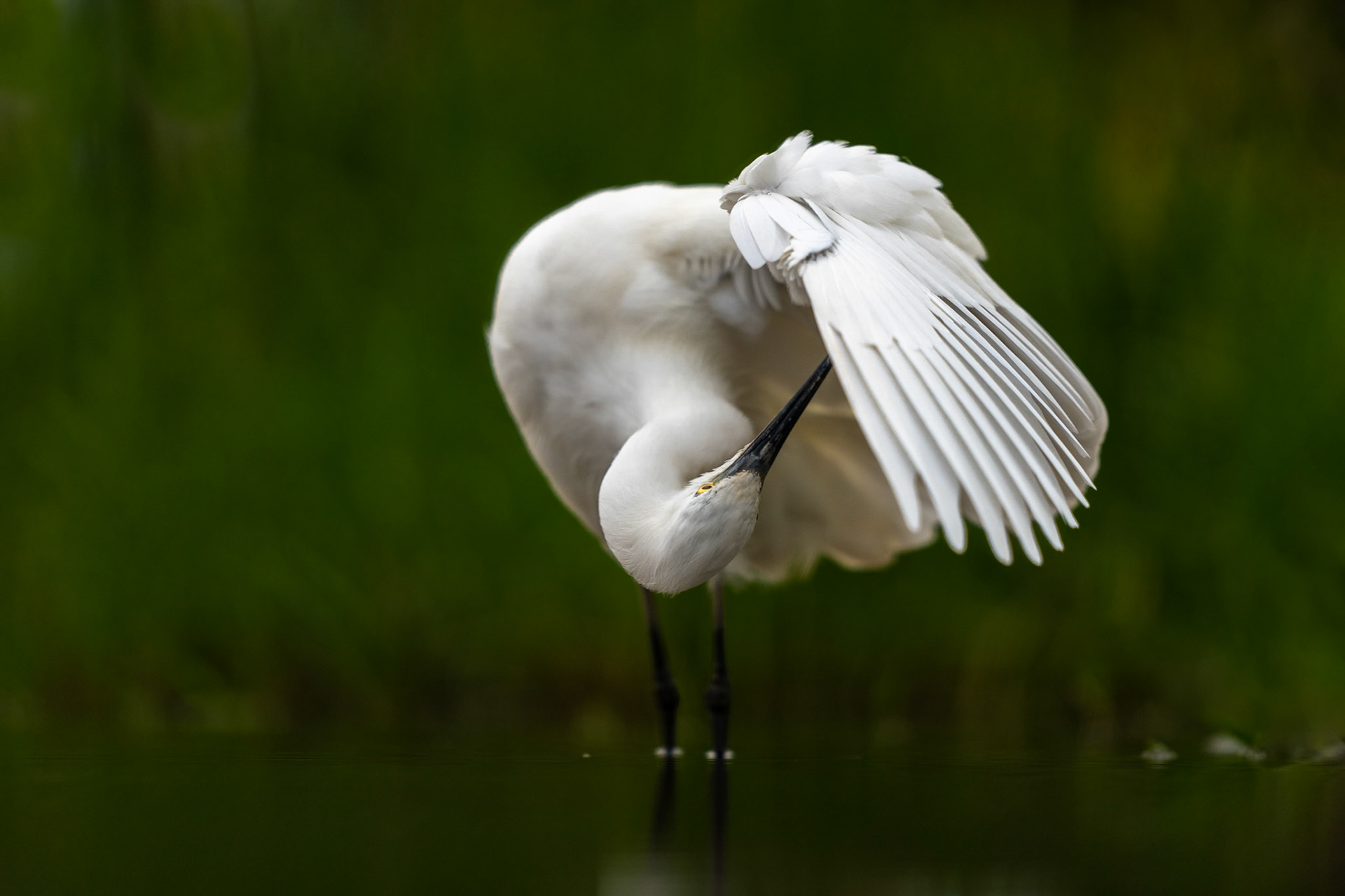 Morning preen