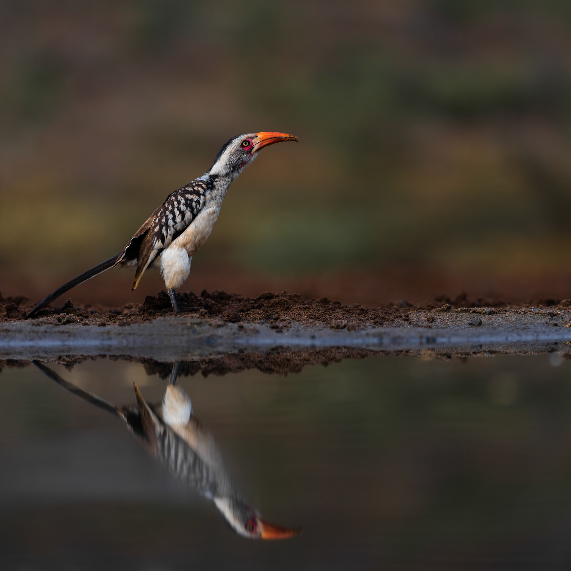 Southern yellow-billed hornbill