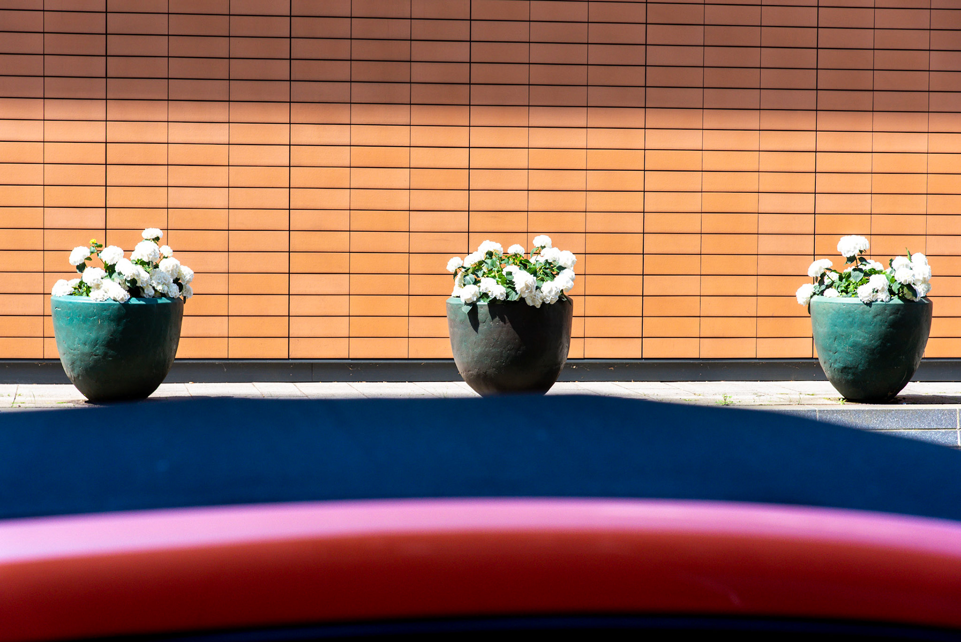 Fleurs de rue