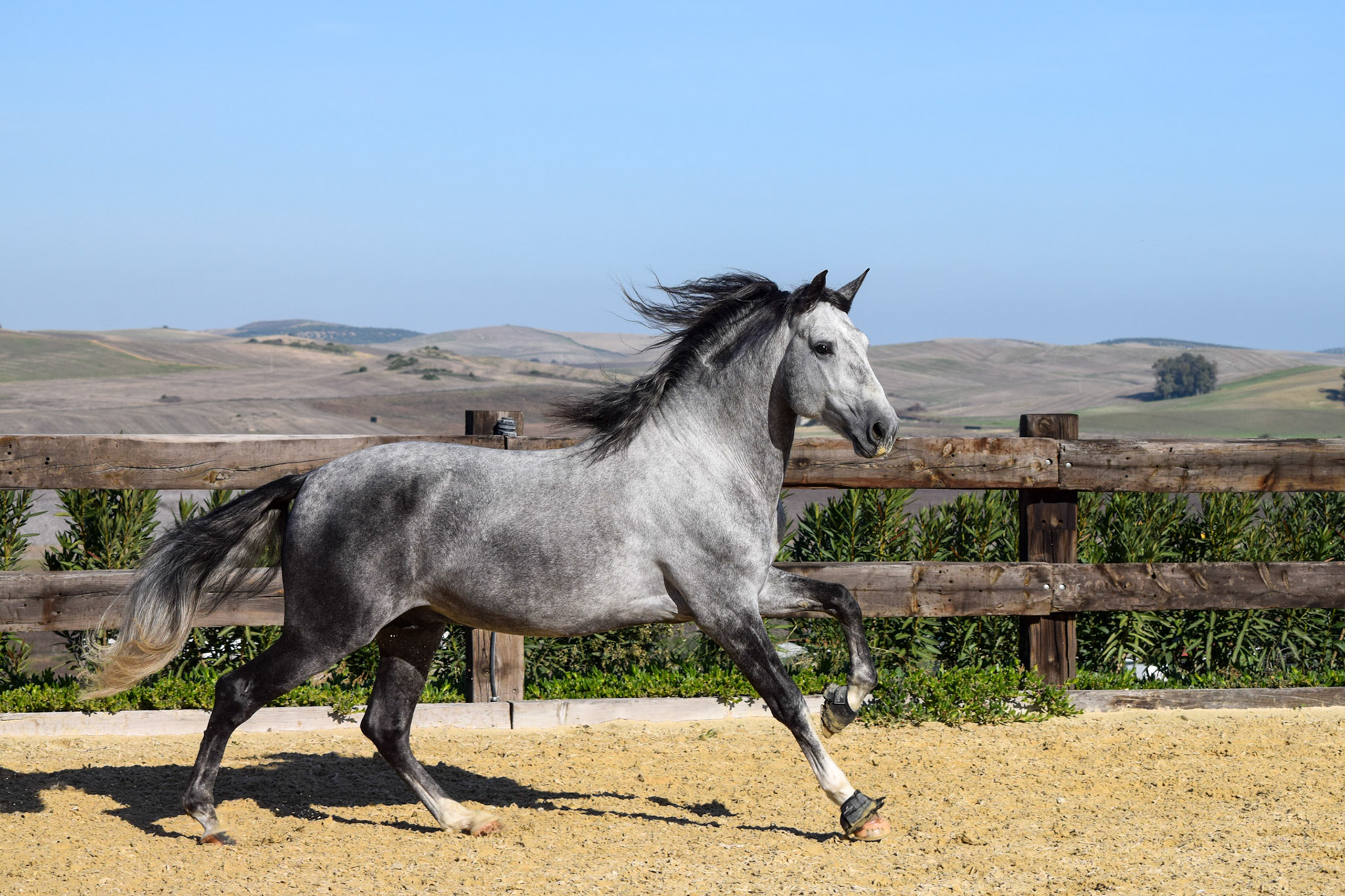 PRE Stallion 4 years