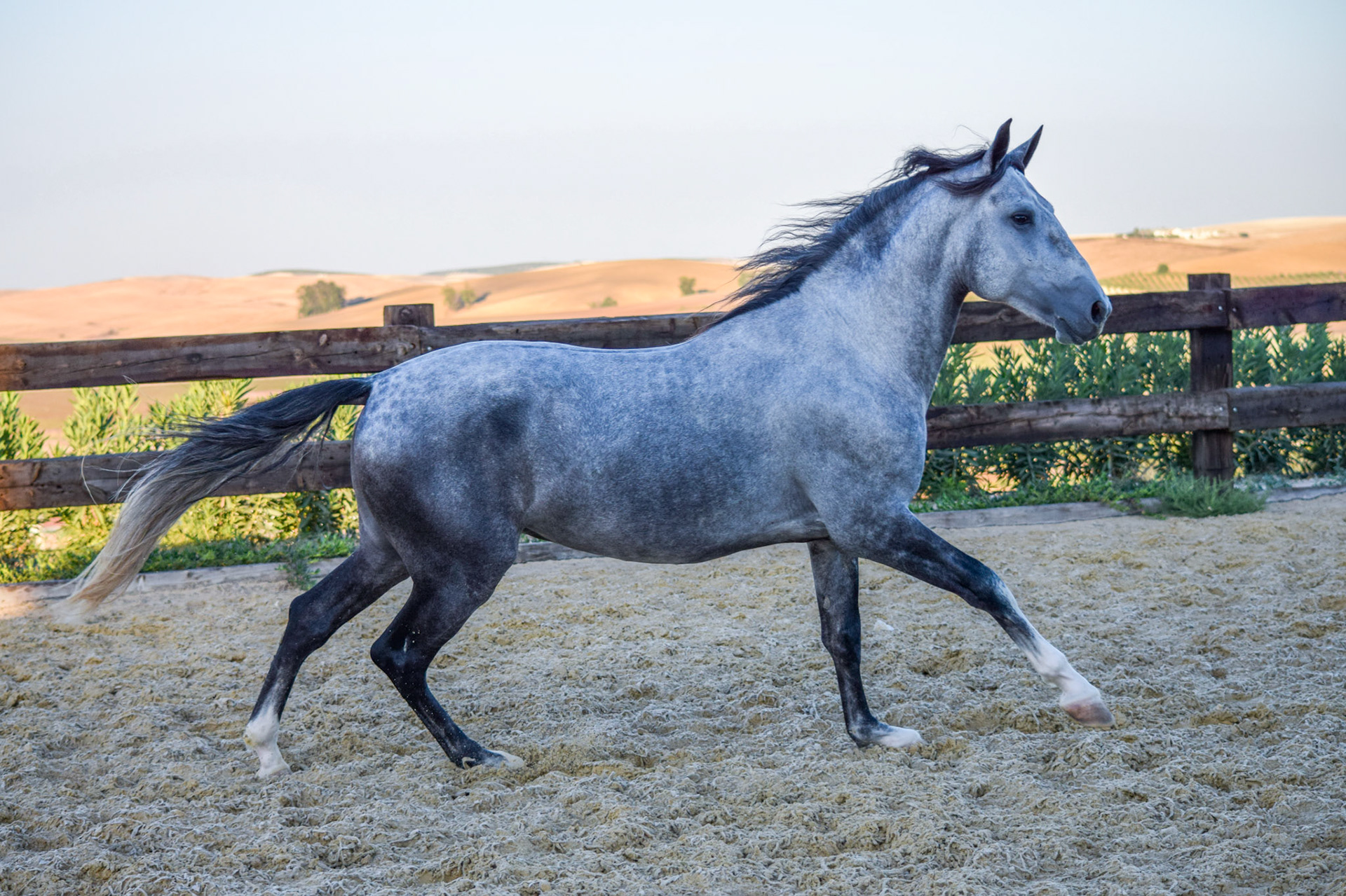 PRE Stallion 4 years