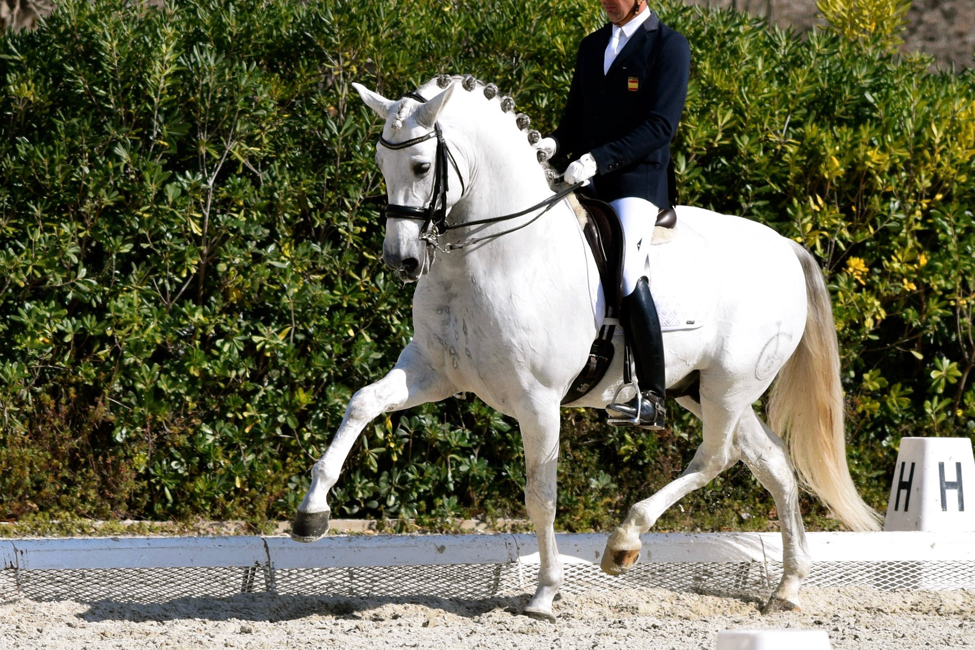 PRE Stallion Genciano