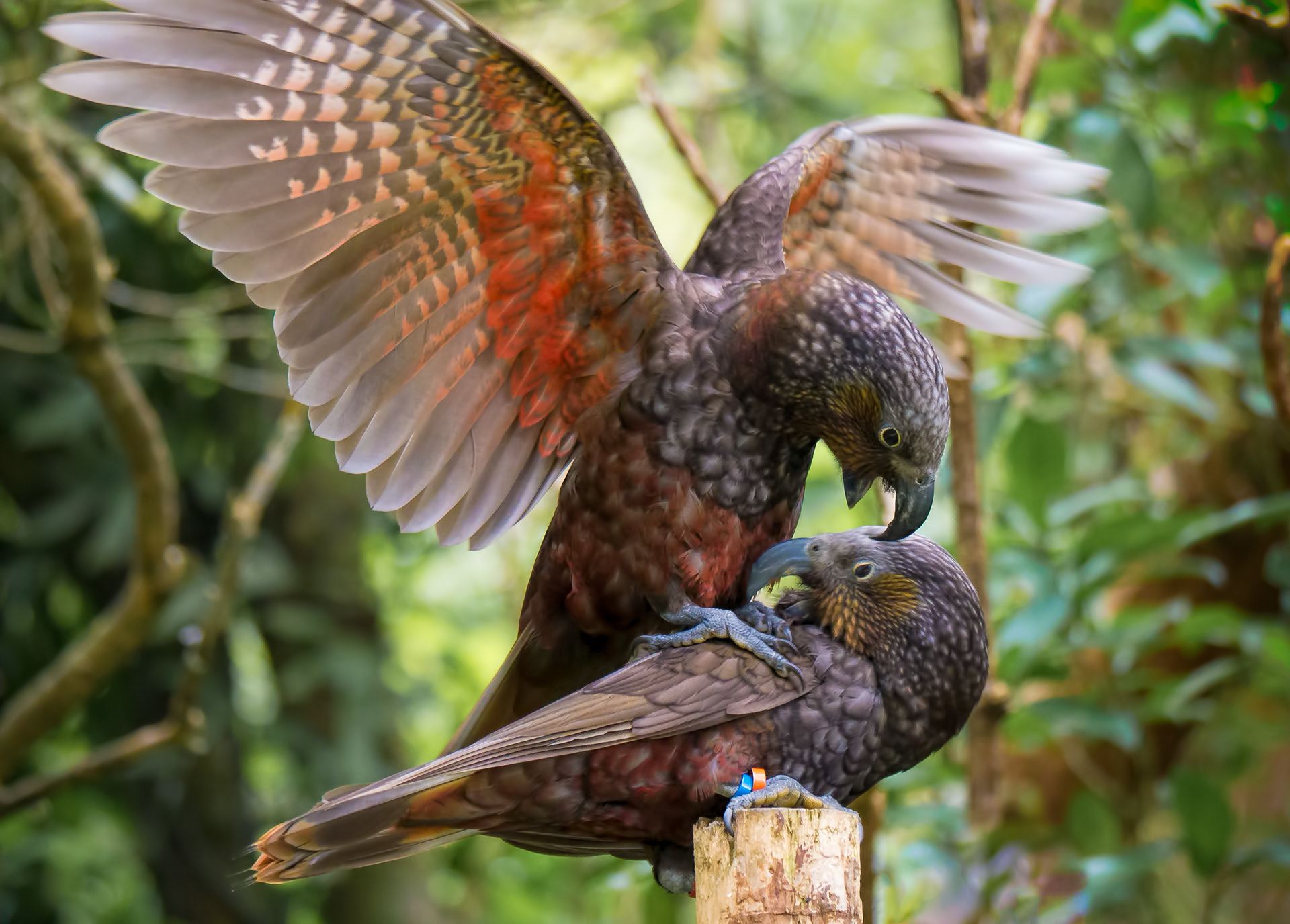 Young kākā attempt to mate - First Place in Birds category and Overall Supreme Winner in the "Spirit of ZEALANDIA" photo competition, 2016, judged by National Geographic and Photo Ark photographer Joel Sartore