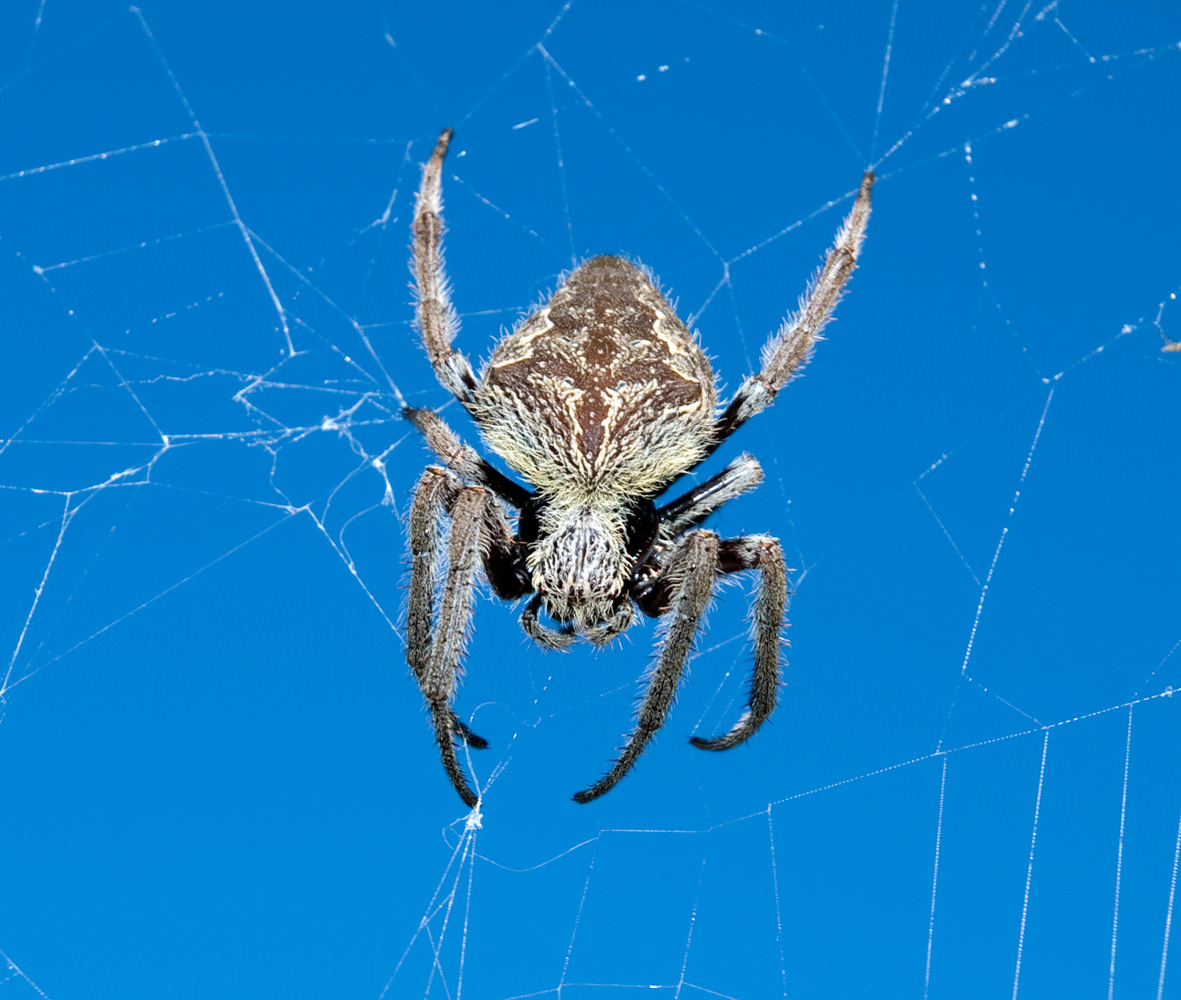 On the Web