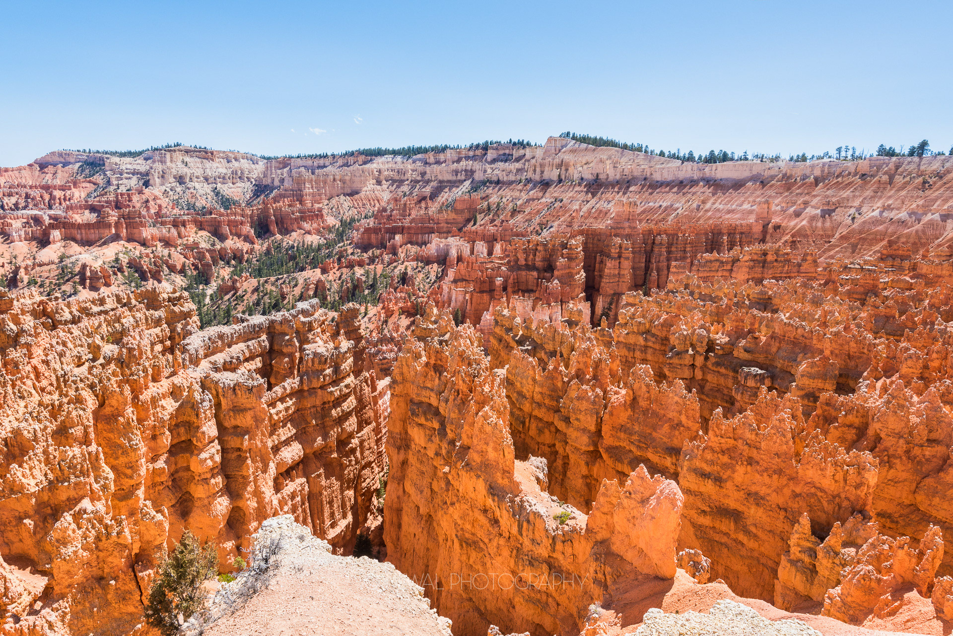 Crimson colored Hoodoos, Bryce Canyon National Park, Utah, USA