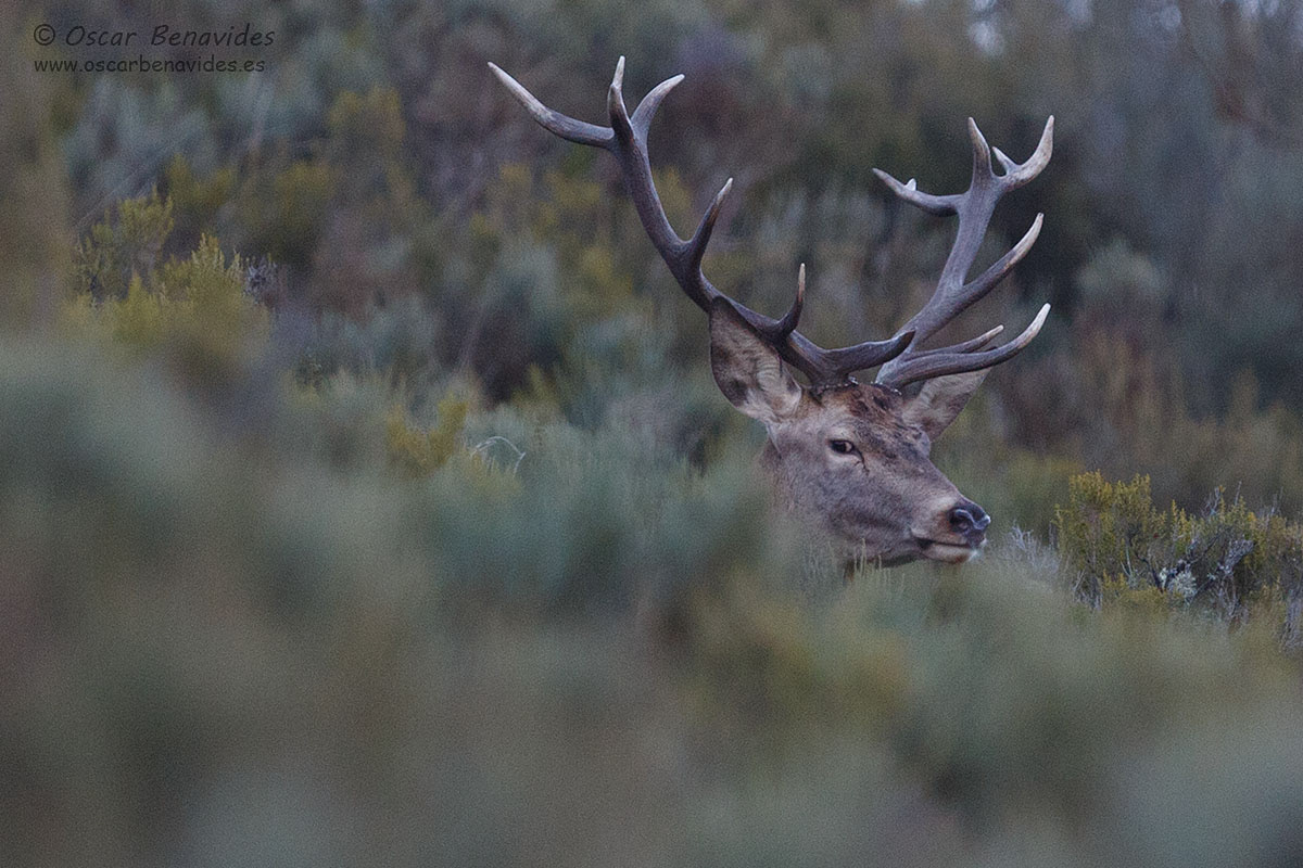 Oscar Benavides. Fotografía de naturaleza. Ciervo / Deer