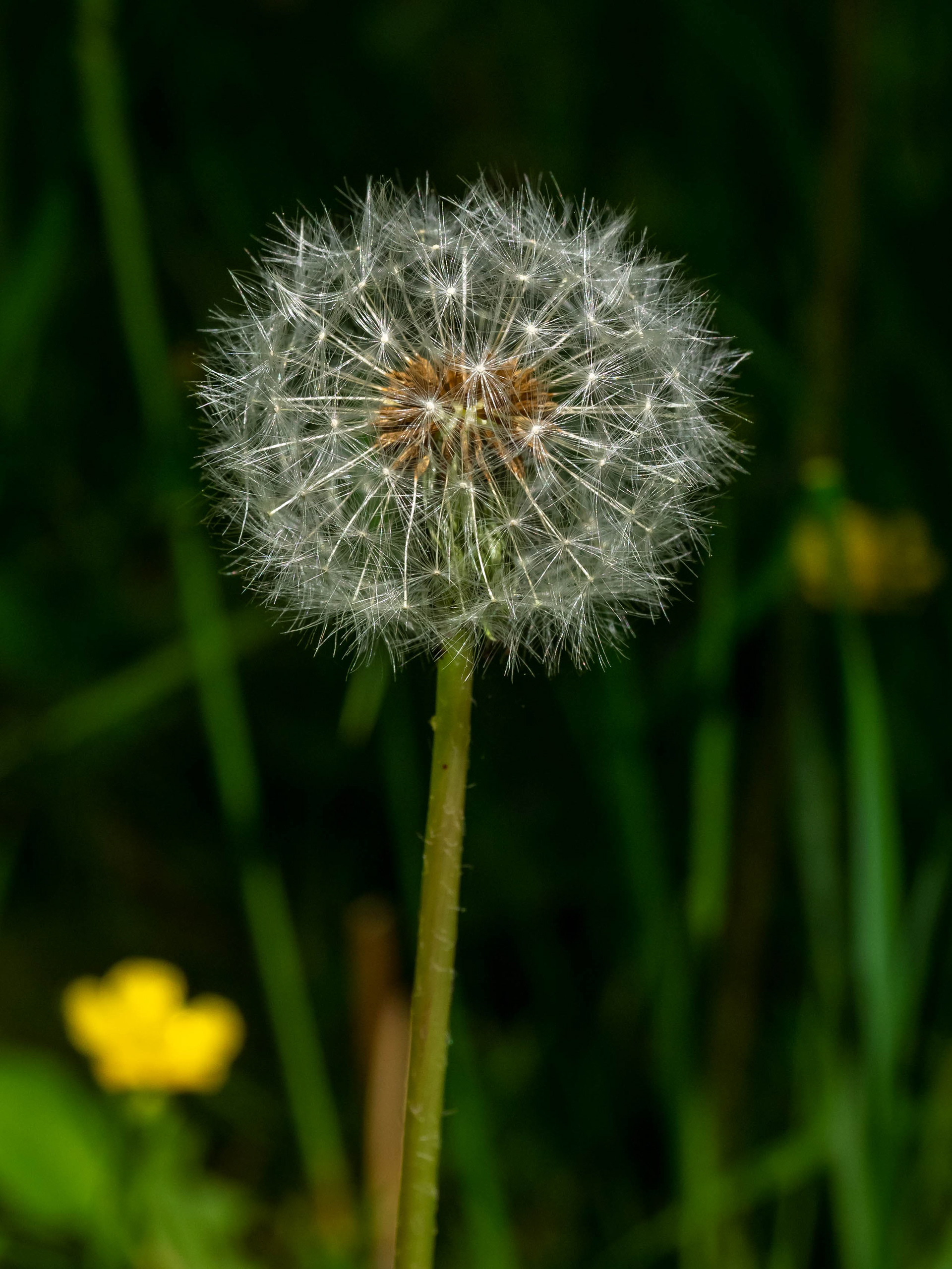 Dandelion