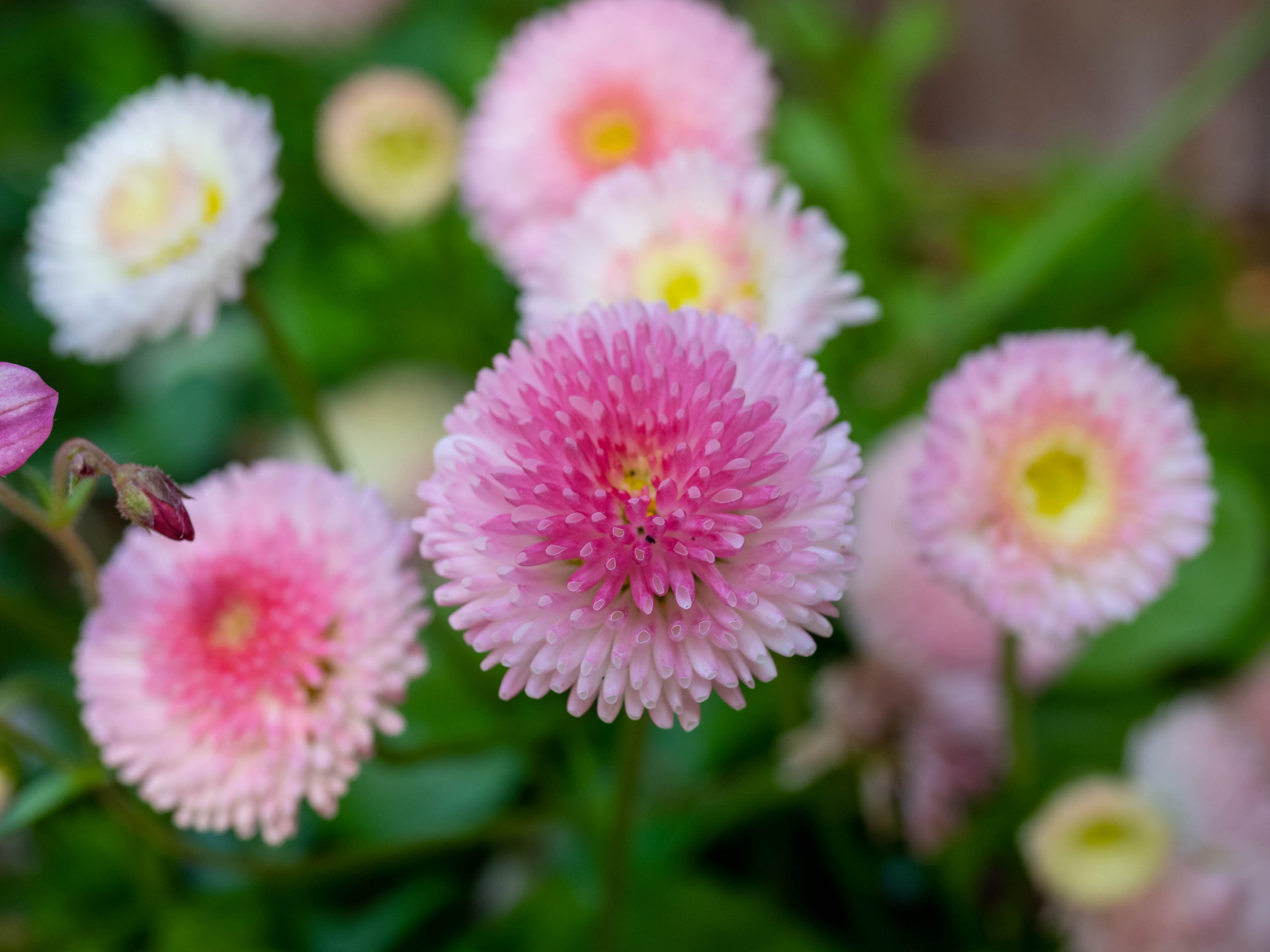 More Bellis