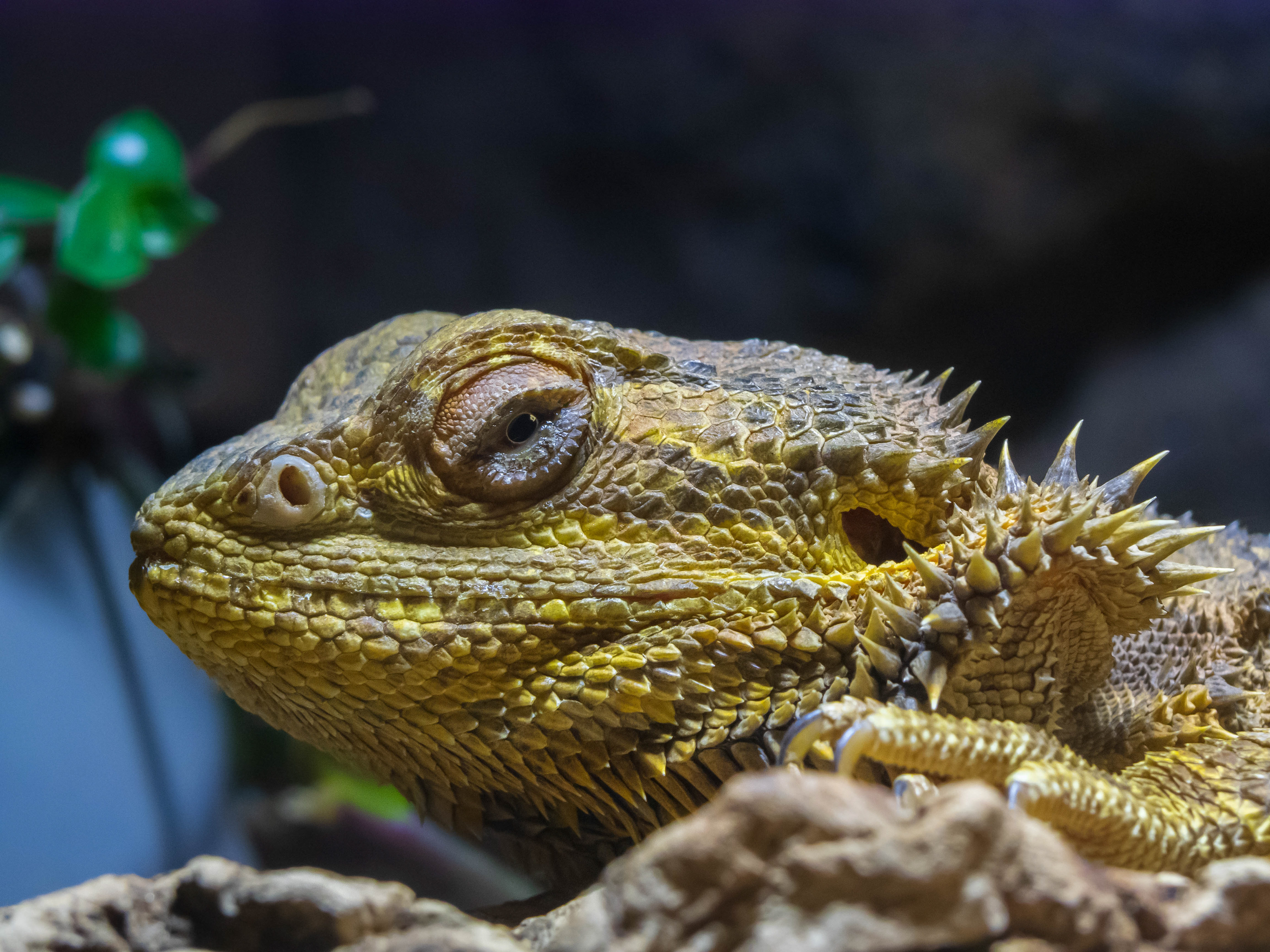 Happy bearded dragon