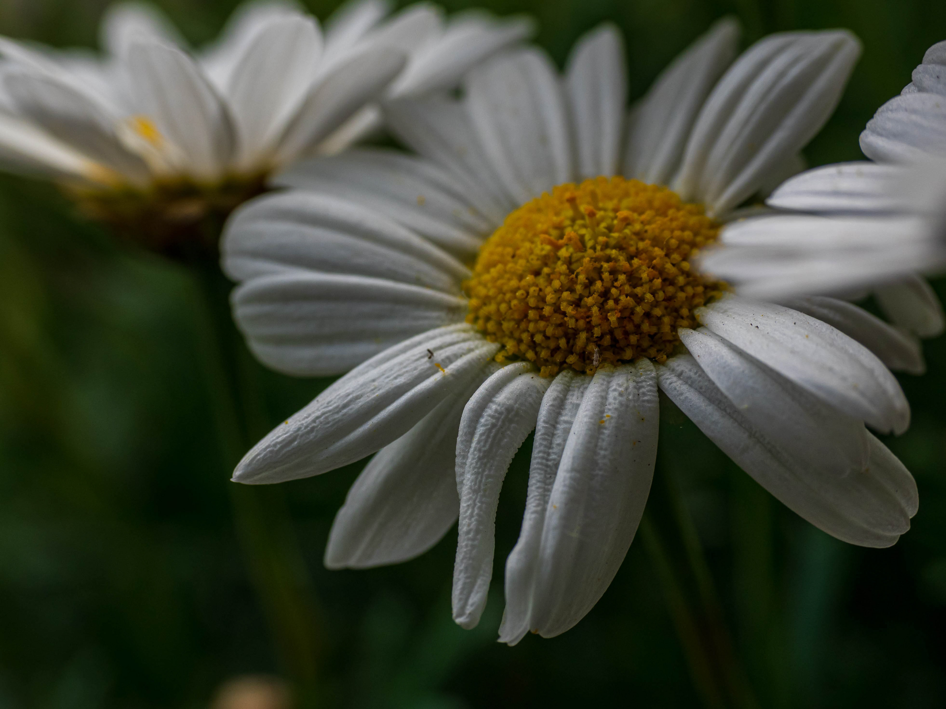 Marguerit